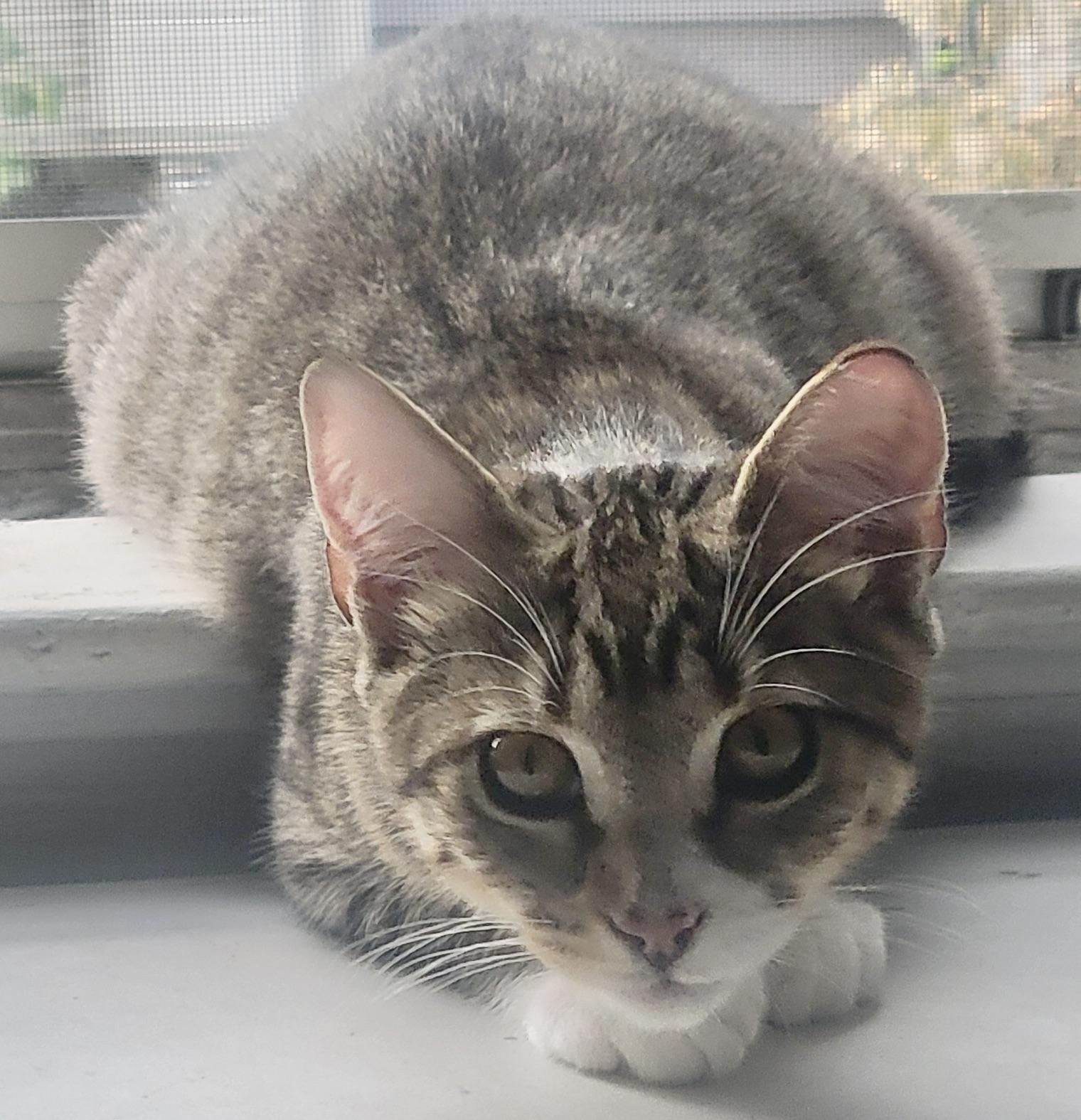 Enlarge Toby, a Adoptable Domestic Short Hair in Hasbrouck Heights, NJ image 4/4