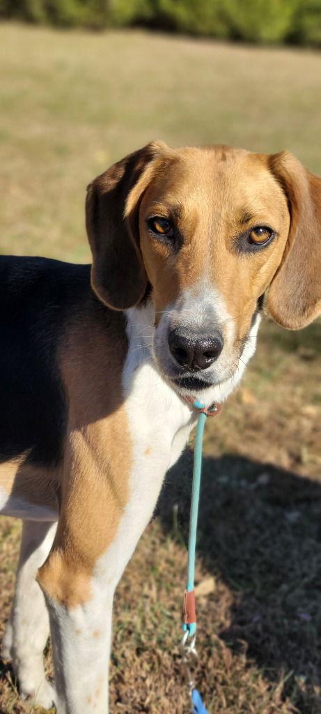 Dr. Pepper, a Adoptable Foxhound in Lovingston, VA image 1/3