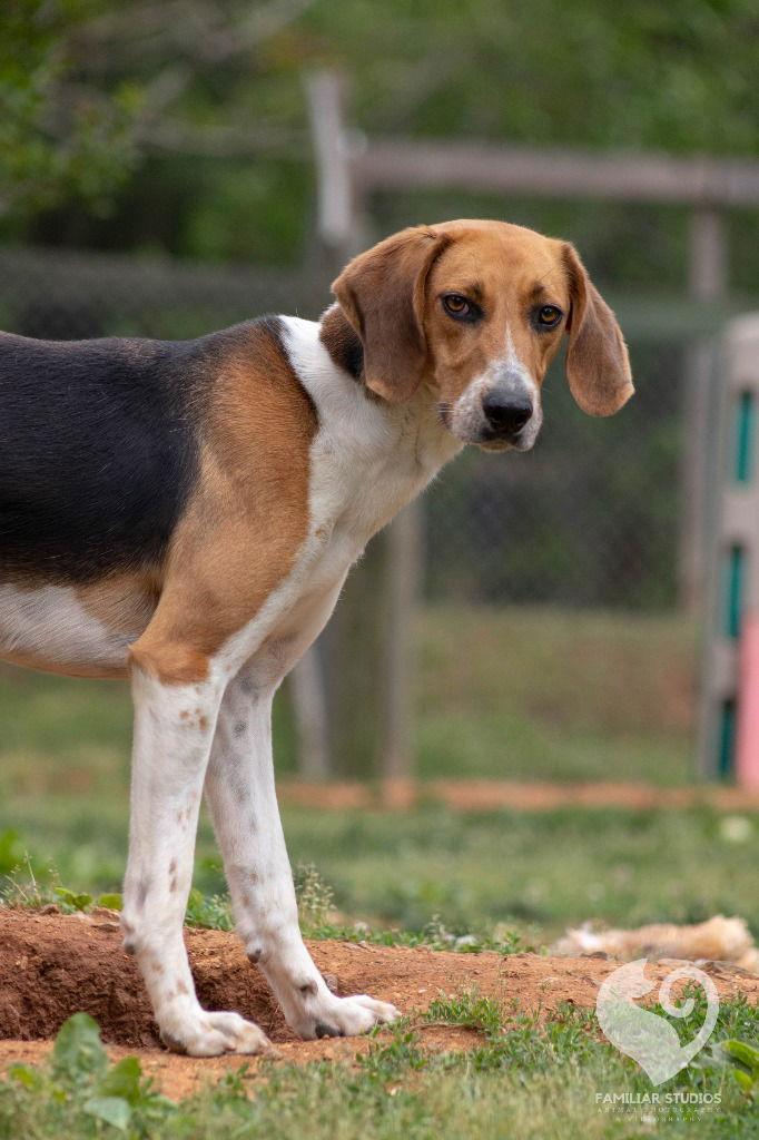 Dr. Pepper, a Adoptable Foxhound in Lovingston, VA image 2/3