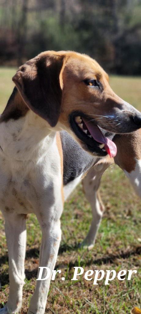 Dr. Pepper, a Adoptable Foxhound in Lovingston, VA image 3/3