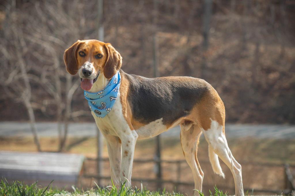 Enlarge Dr. Pepper, a Adoptable Foxhound in Lovingston, VA image 2/3