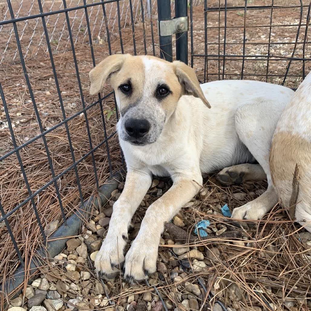 Kettle Popcorn, Adoptable, Puppy Male Treeing Walker Coonhound & Mixed Breed.