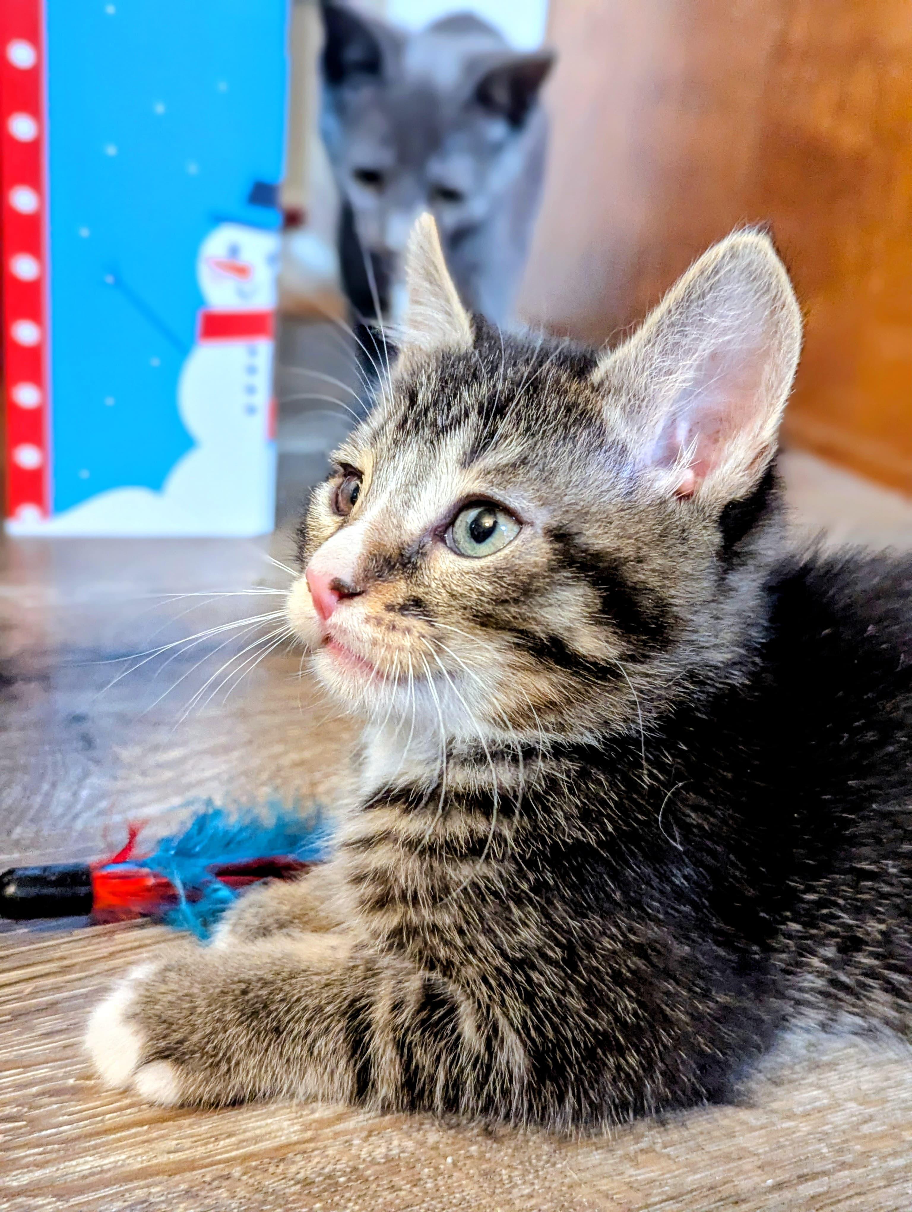 Enlarge Blitzen, an adopted Domestic Short Hair in Morristown, NJ image 1/6