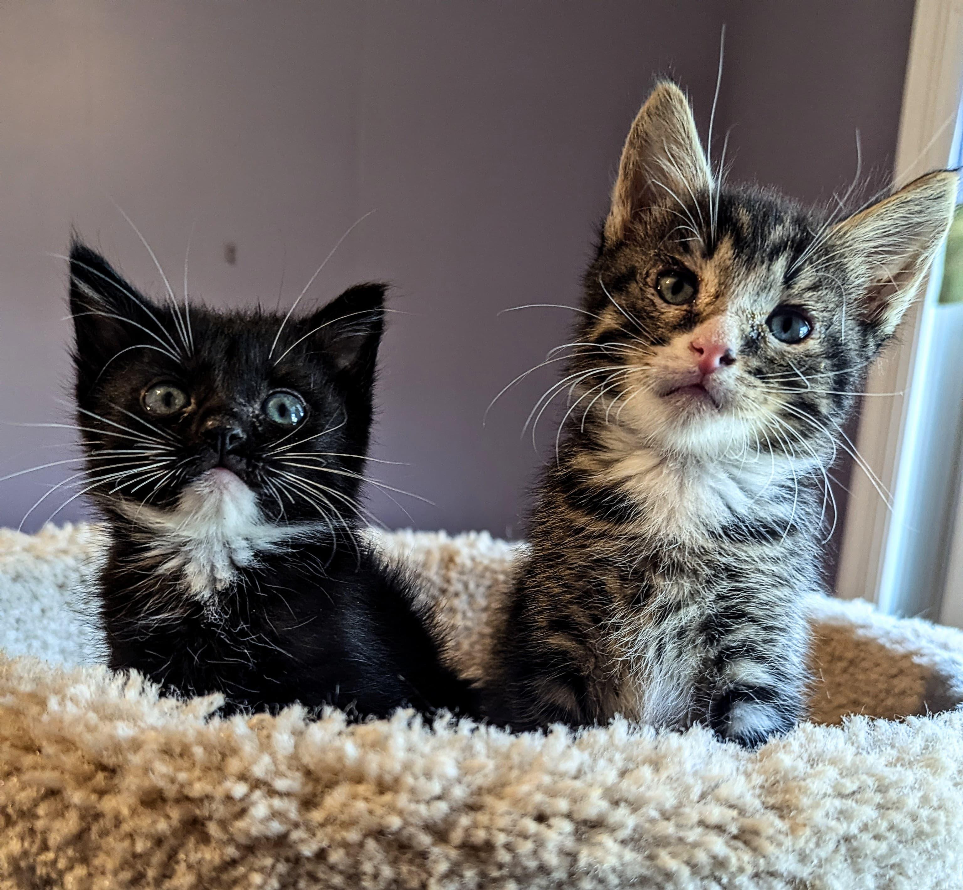 Enlarge Blitzen, an adopted Domestic Short Hair in Morristown, NJ image 2/6