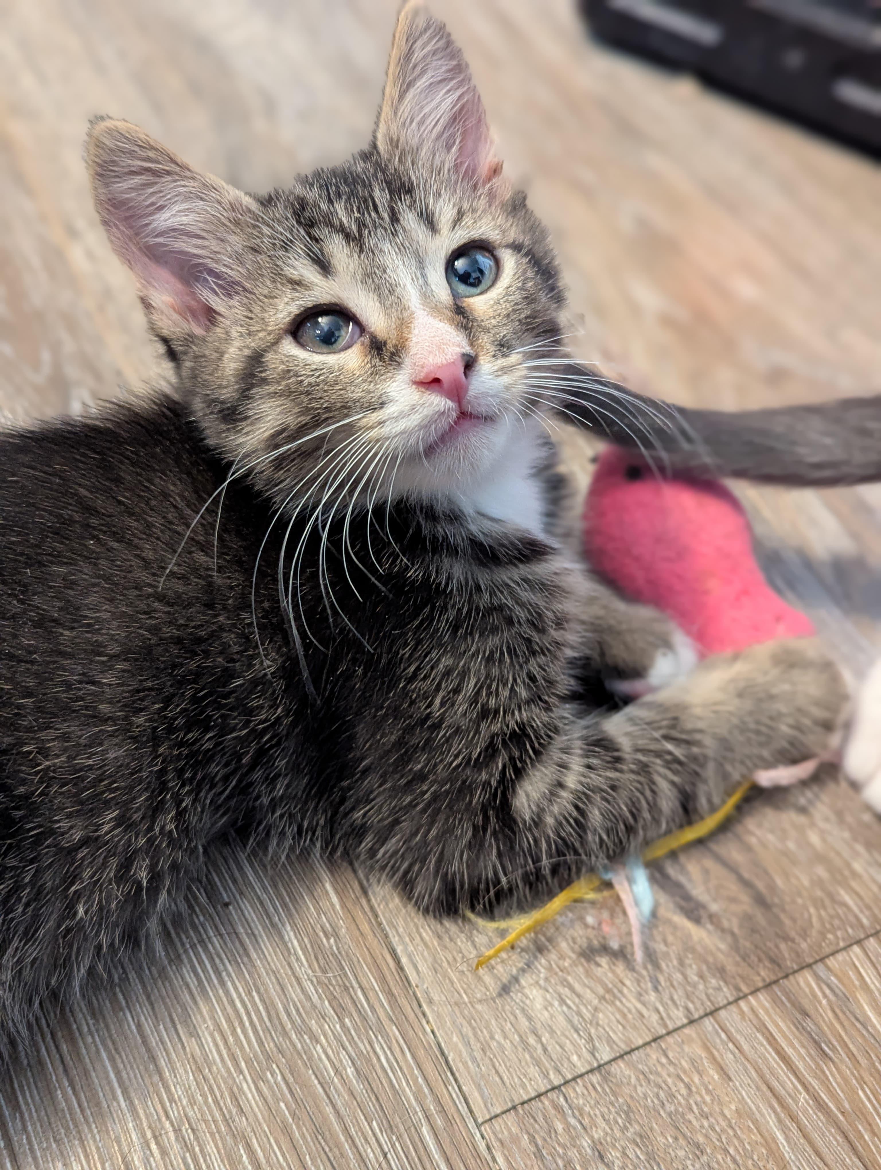 Enlarge Blitzen, an adopted Domestic Short Hair in Morristown, NJ image 3/6