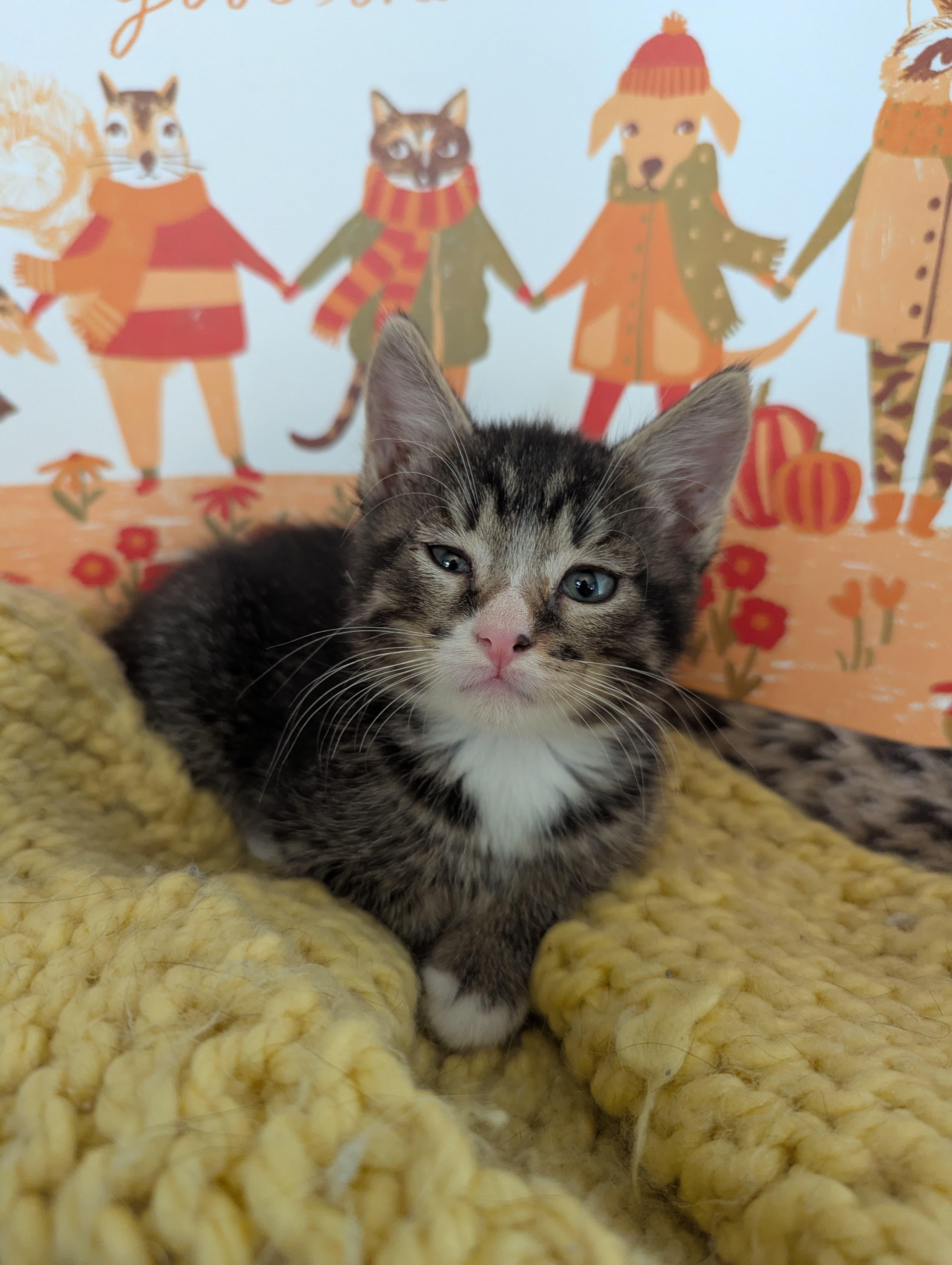 Enlarge Blitzen, an adopted Domestic Short Hair in Morristown, NJ image 5/6