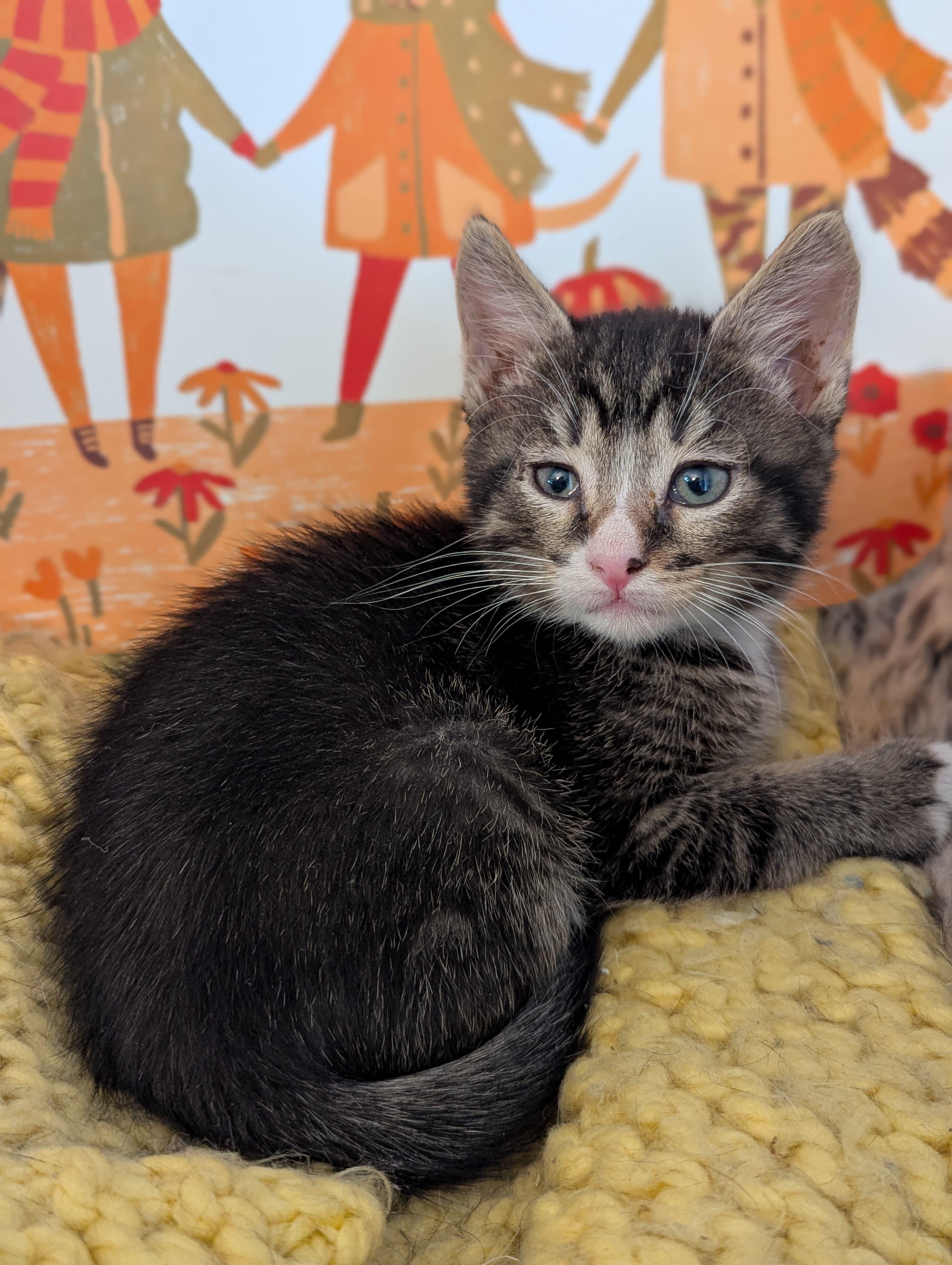 Enlarge Blitzen, an adopted Domestic Short Hair in Morristown, NJ image 6/6