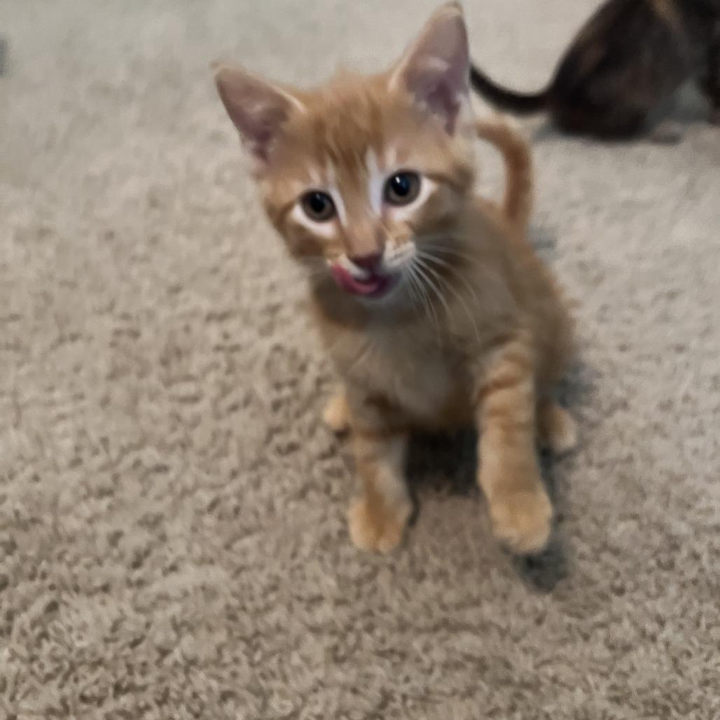 Big orange, Adoptable, Young Male Domestic Short Hair.