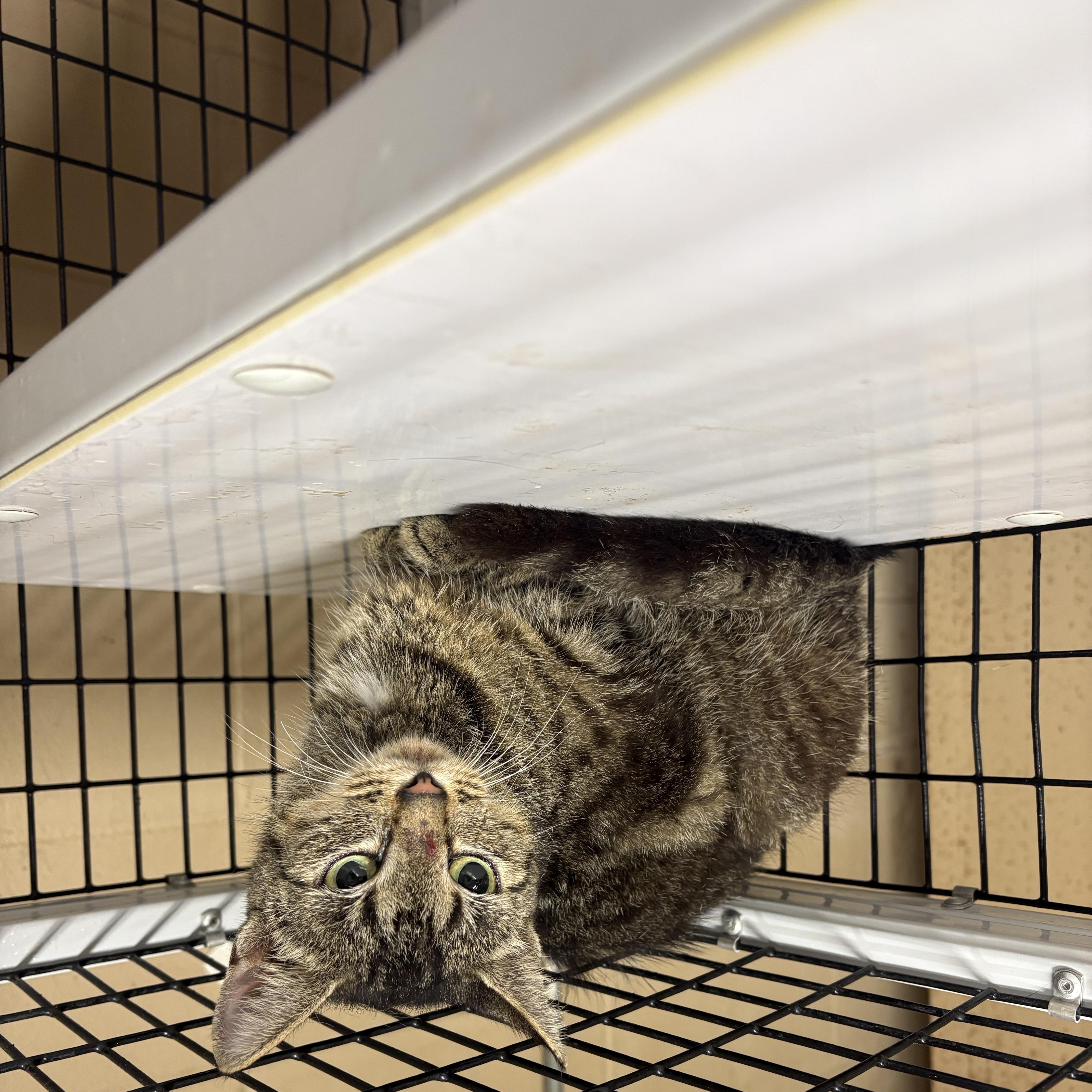 Enlarge Cassie, a Adoptable Domestic Short Hair in Monticello, GA image 2/2