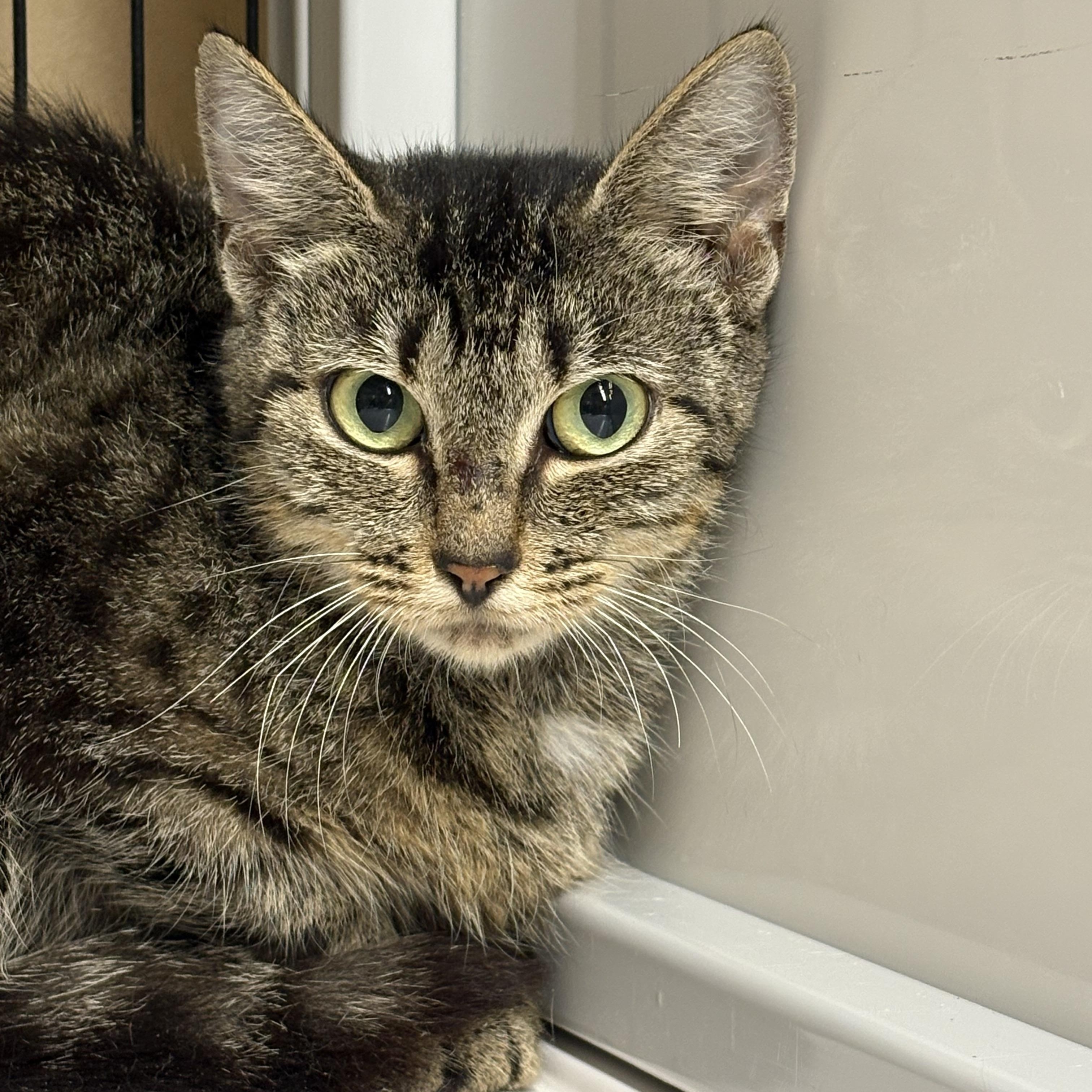 Enlarge Cassie, a Adoptable Domestic Short Hair in Monticello, GA image 1/2