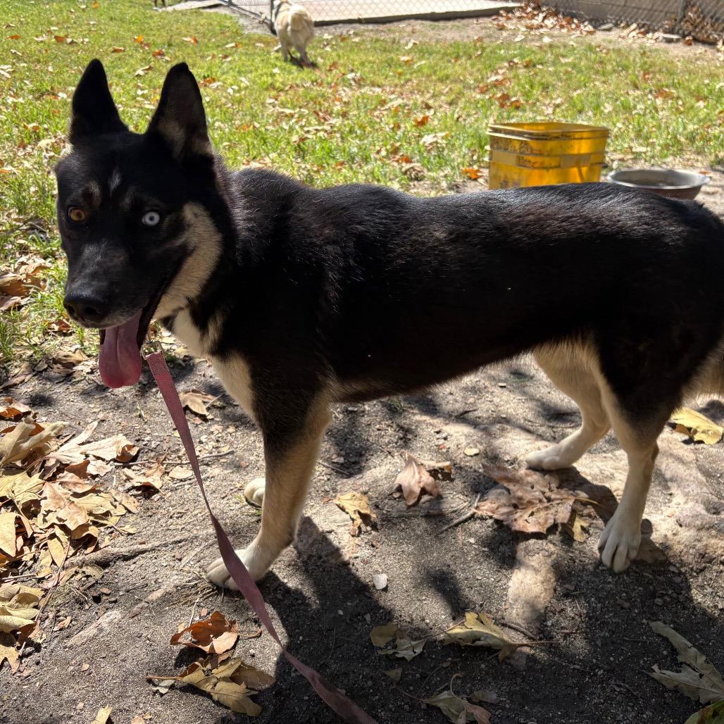 Vonetta, Adoptable, Adult Female Husky & Shepherd.