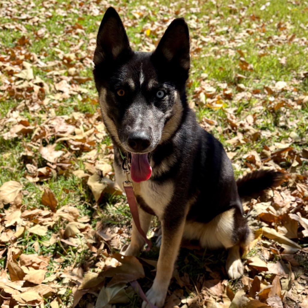 Enlarge Vonetta, a Adoptable mixed breed in San Jacinto, CA image 2/6