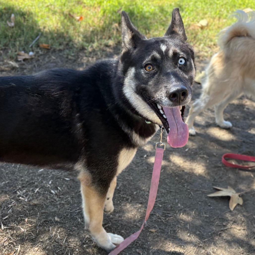 Enlarge Vonetta, a Adoptable mixed breed in San Jacinto, CA image 3/6