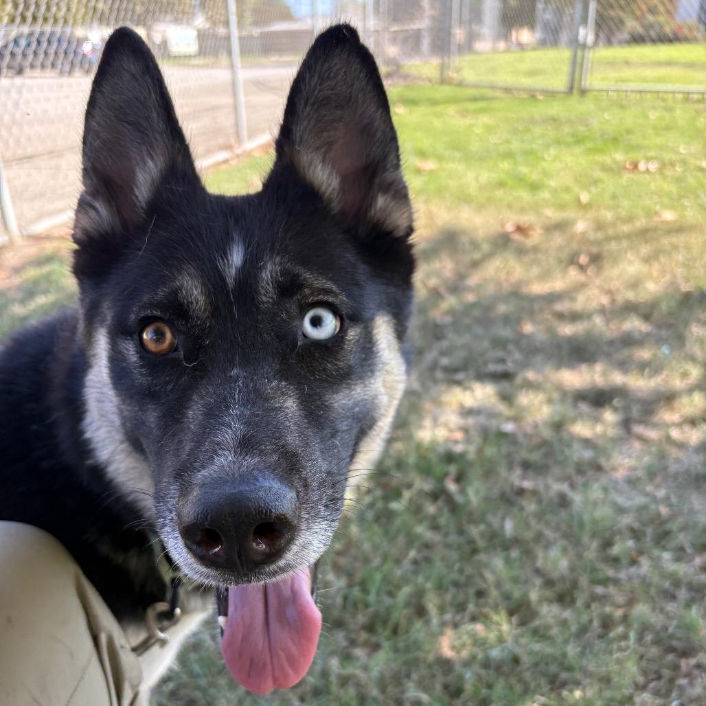 Enlarge Vonetta, a Adoptable mixed breed in San Jacinto, CA image 4/6