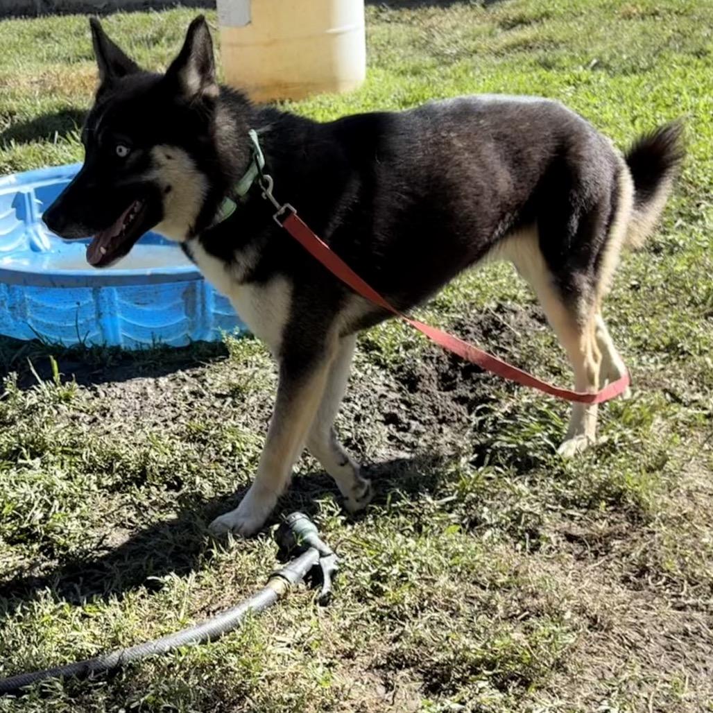 Enlarge Vonetta, a Adoptable mixed breed in San Jacinto, CA image 5/6