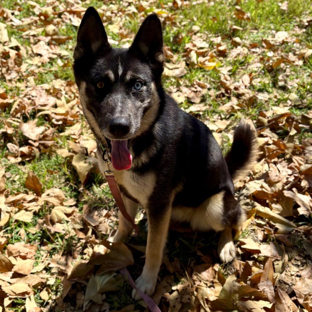 Enlarge Vonetta, a Adoptable mixed breed in San Jacinto, CA image 6/6