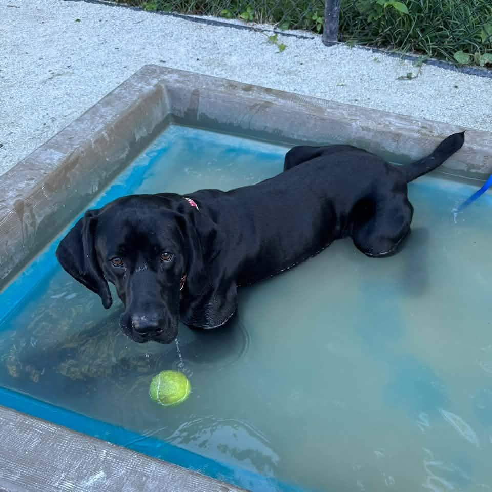 Enlarge Rookie, a Adoptable German Shorthaired Pointer in Philadelphia, PA image 3/4