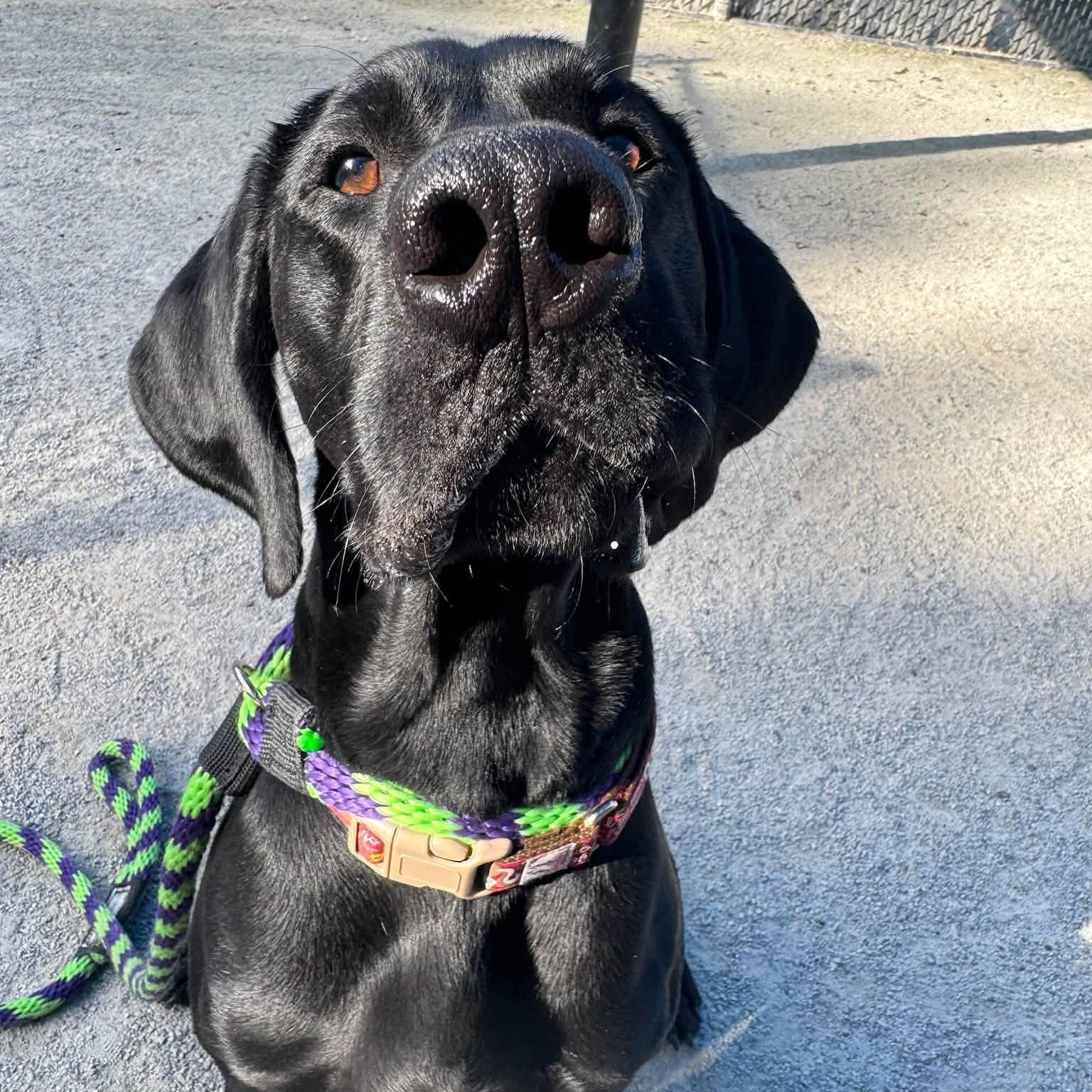 Enlarge Rookie, a Adoptable German Shorthaired Pointer in Philadelphia, PA image 4/4