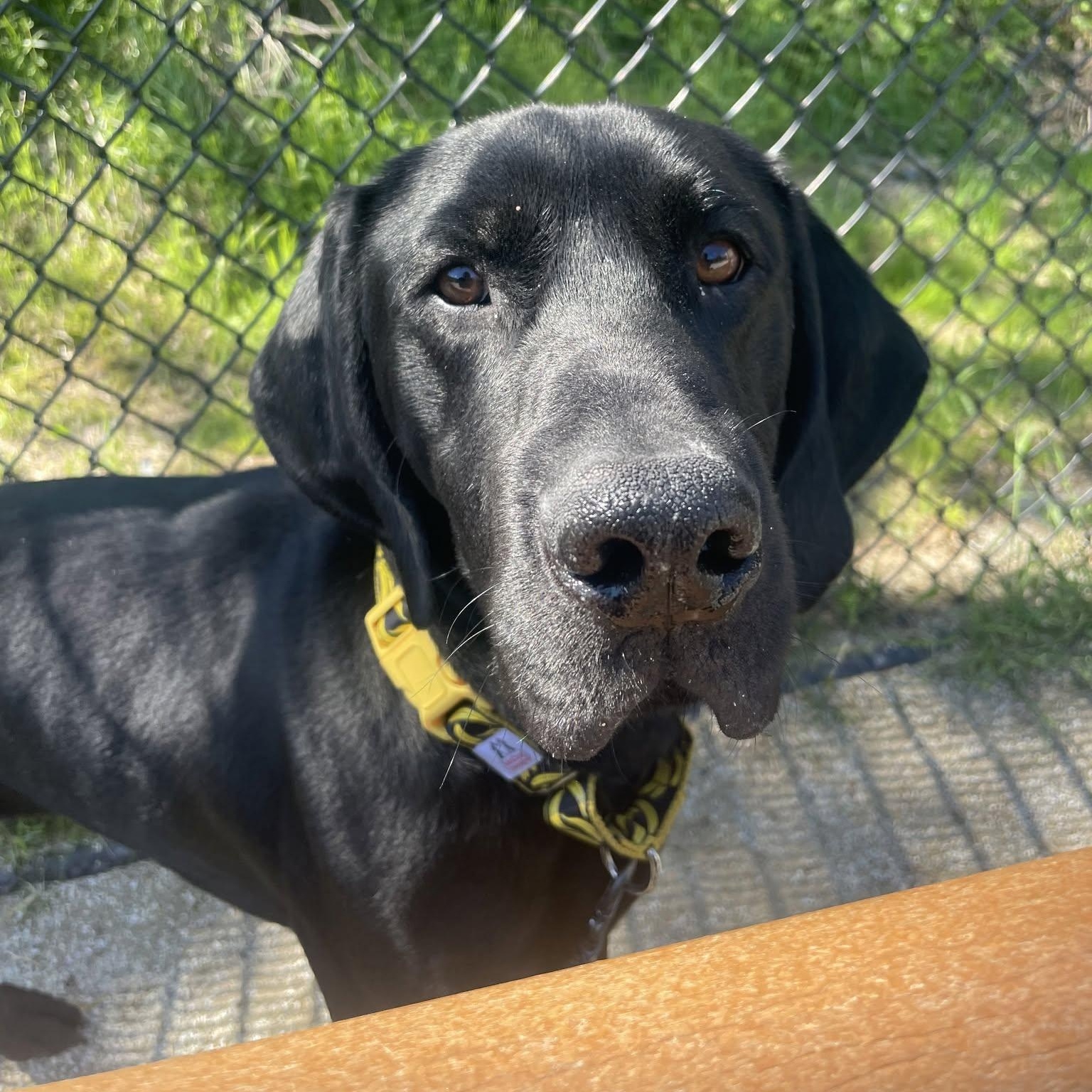 Enlarge Rookie, a Adoptable German Shorthaired Pointer in Philadelphia, PA image 2/4