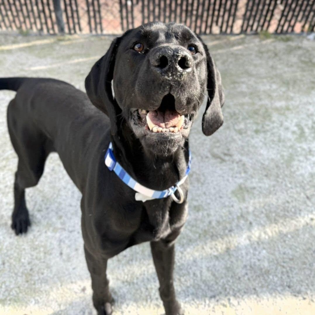 Rookie, Adoptable, Adult Male German Shorthaired Pointer.