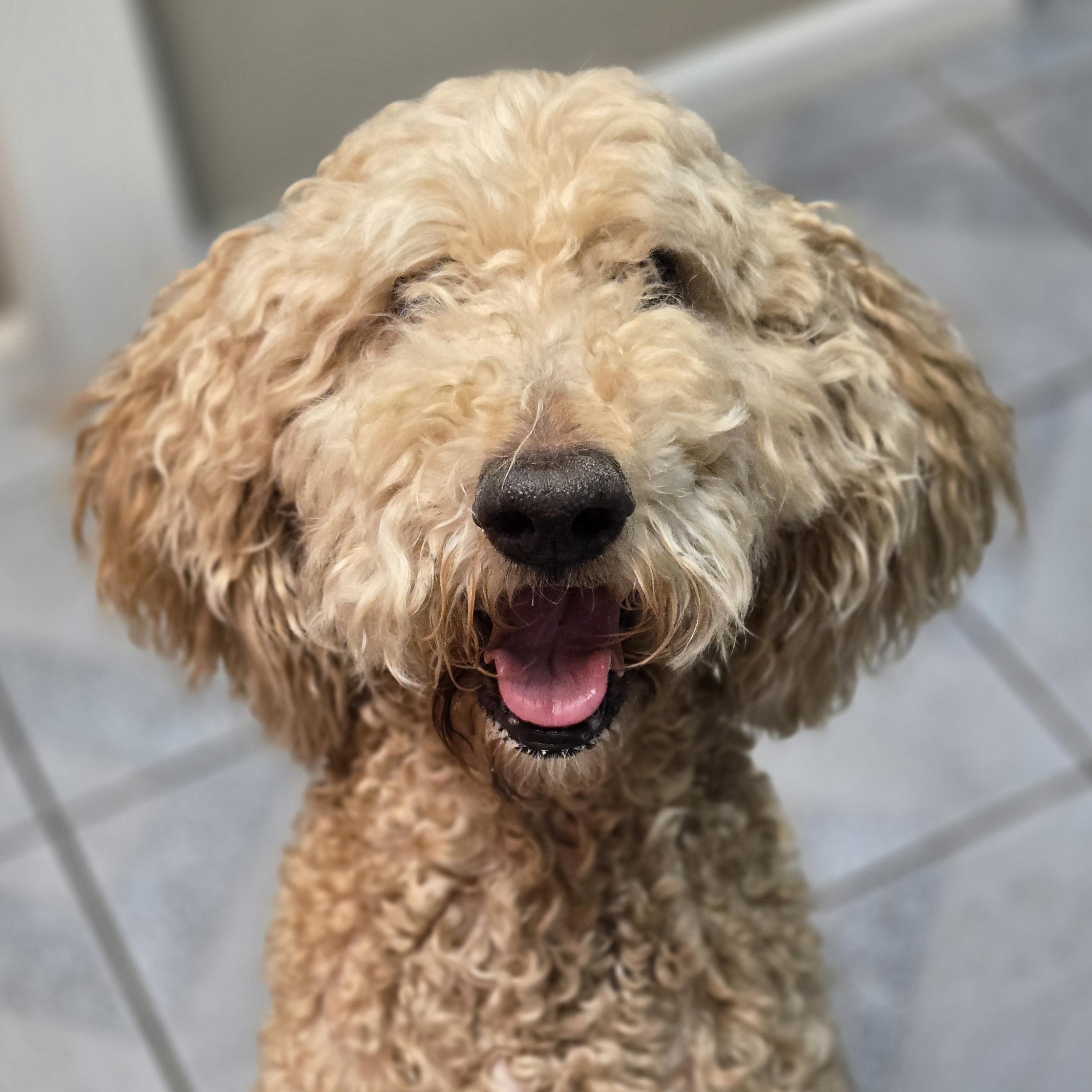 Sandy, adopted, Adult Female Goldendoodle.