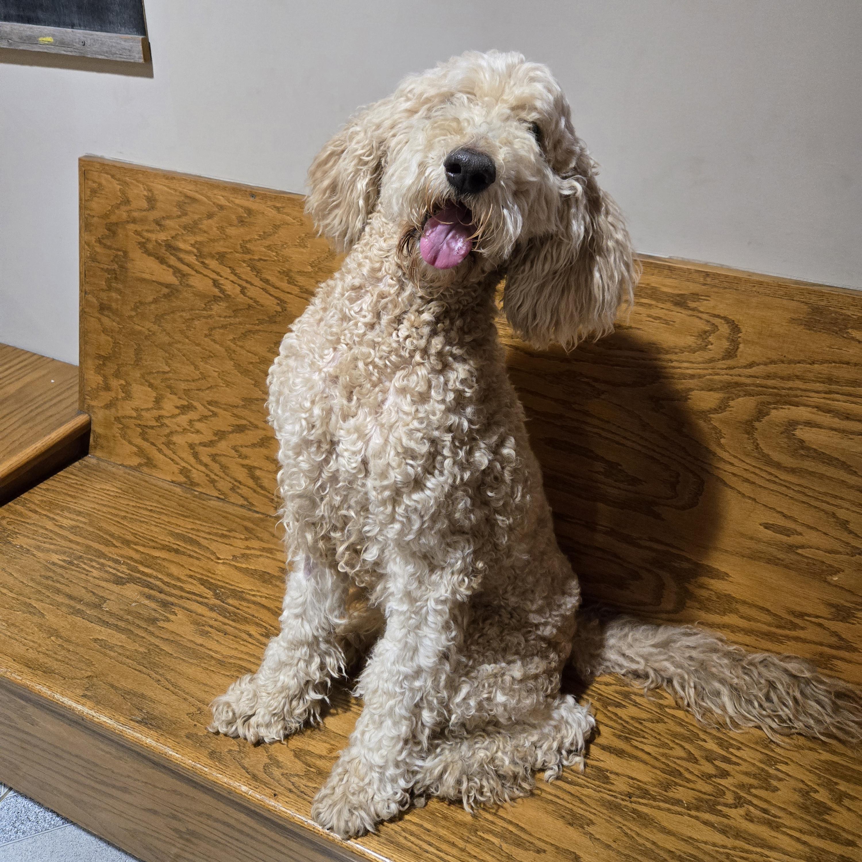 Enlarge Sandy, an adopted Goldendoodle in Normal, IL image 2/4