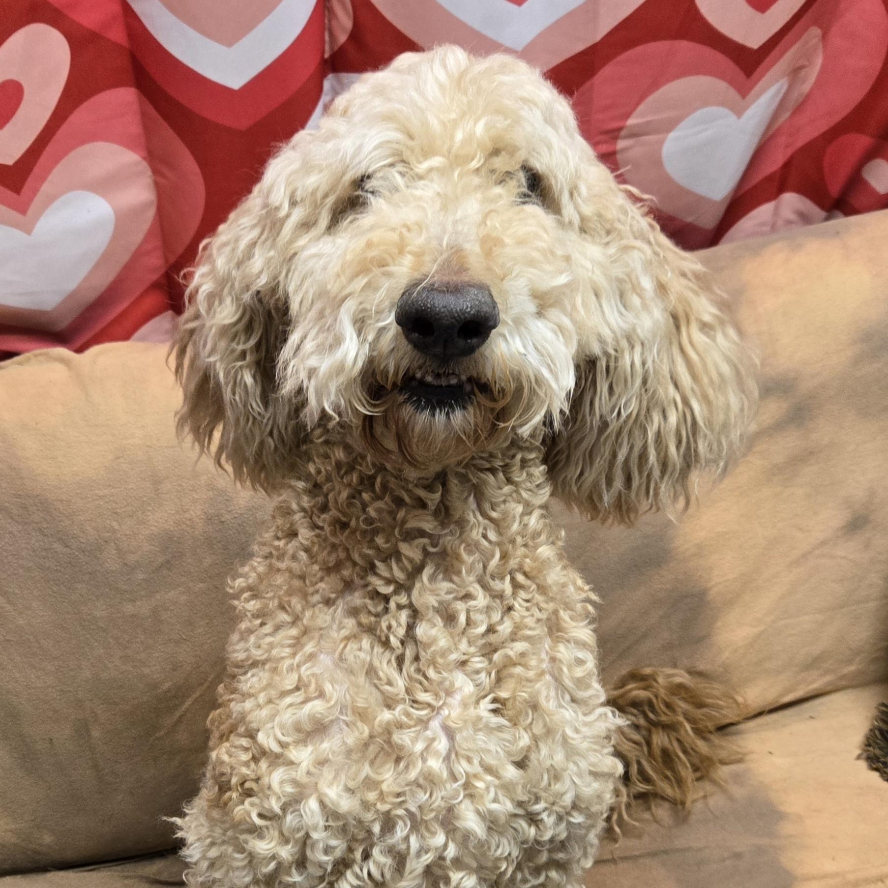 Enlarge Sandy, an adopted Goldendoodle in Normal, IL image 3/4