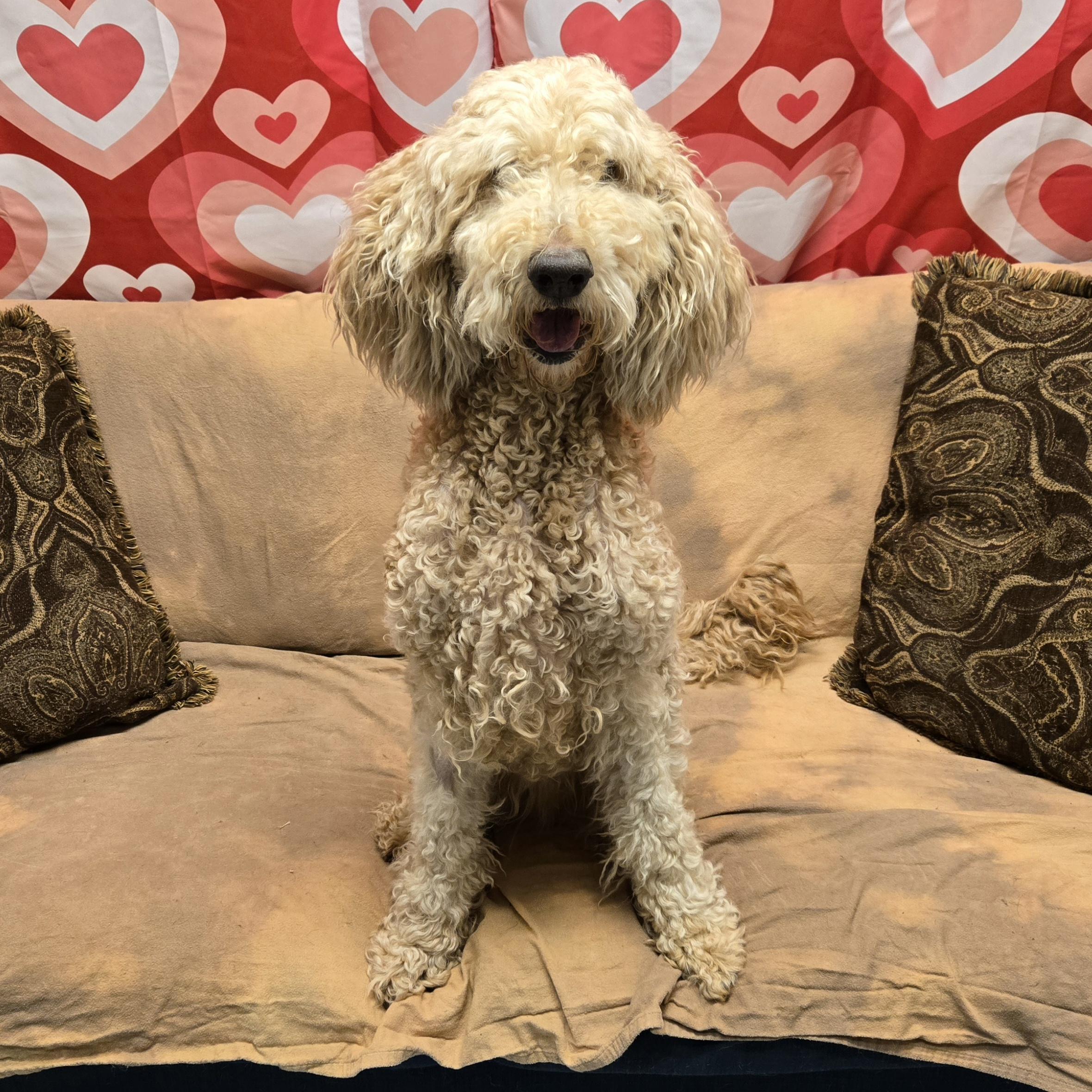 Enlarge Sandy, an adopted Goldendoodle in Normal, IL image 4/4