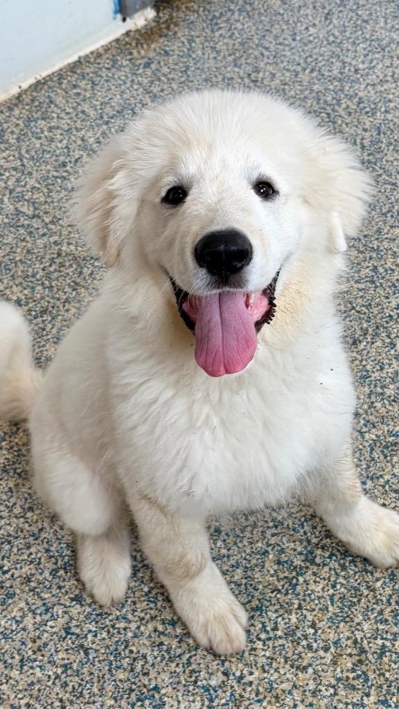 Ghost, Adoptable, Puppy Male Great Pyrenees.