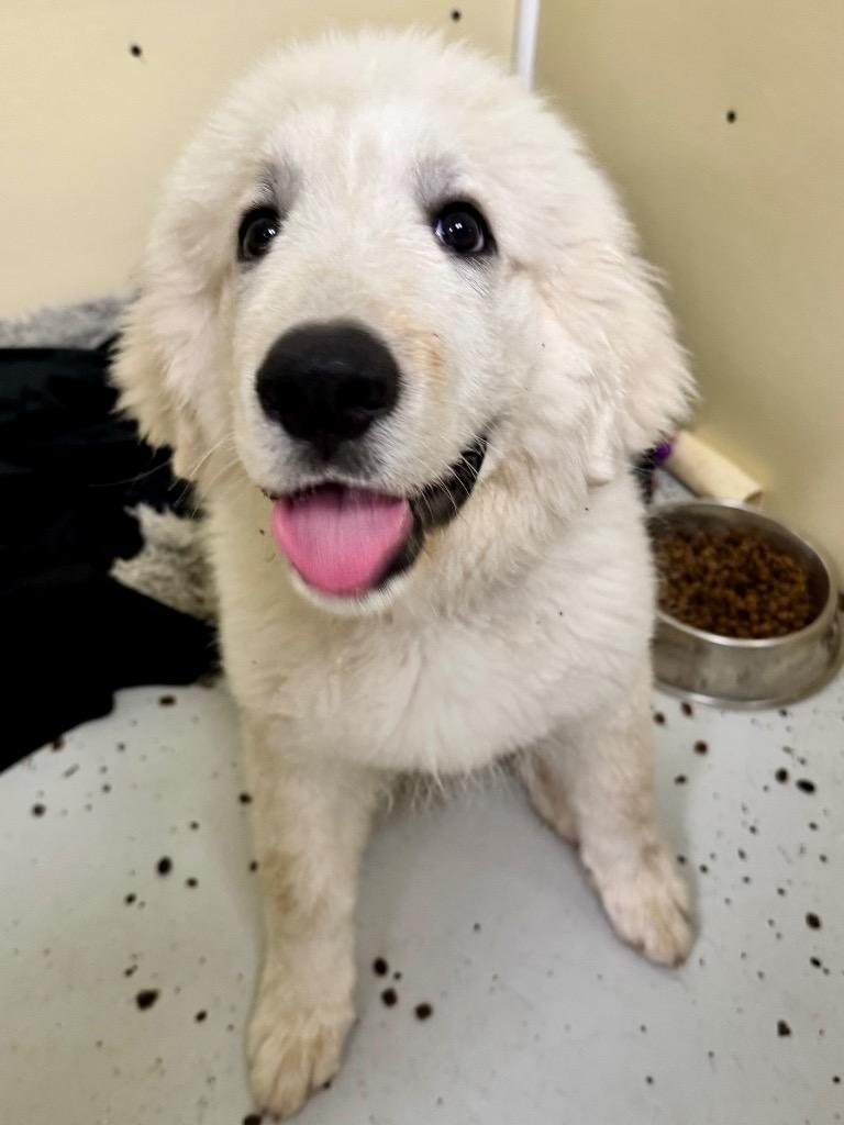 Enlarge Ghost, a Adoptable Great Pyrenees in Indianola, IA image 2/5
