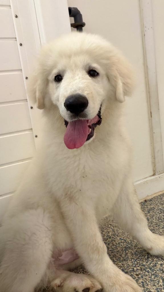 Enlarge Ghost, a Adoptable Great Pyrenees in Indianola, IA image 3/5