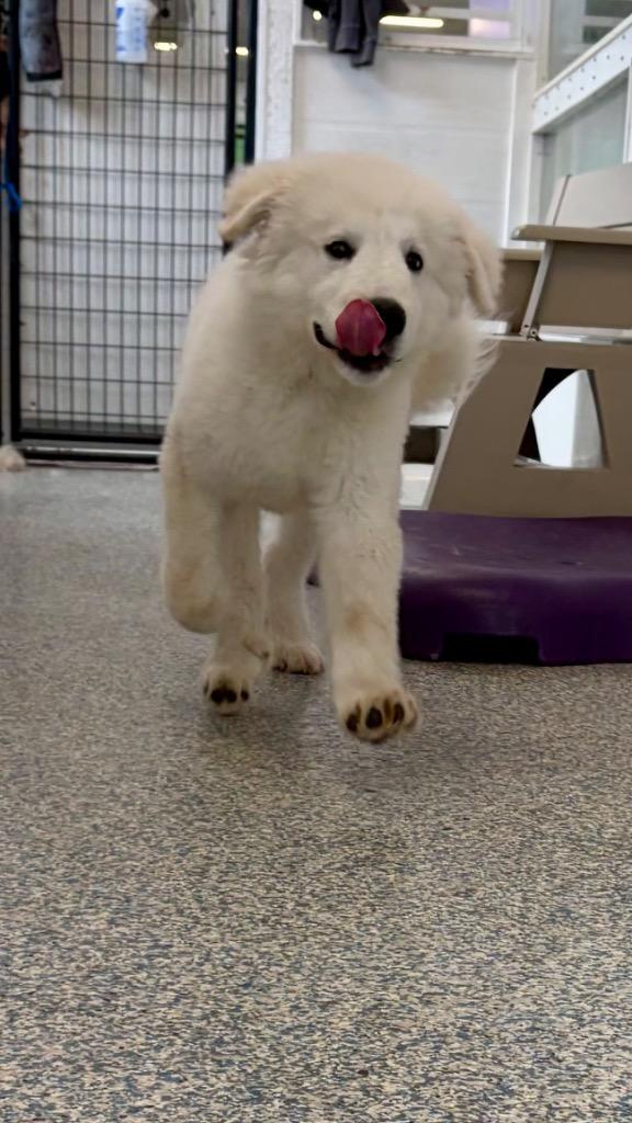 Enlarge Ghost, a Adoptable Great Pyrenees in Indianola, IA image 4/5