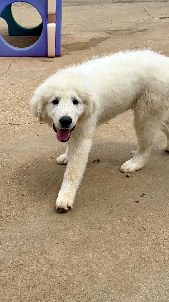 Enlarge Ghost, a Adoptable Great Pyrenees in Indianola, IA image 5/5