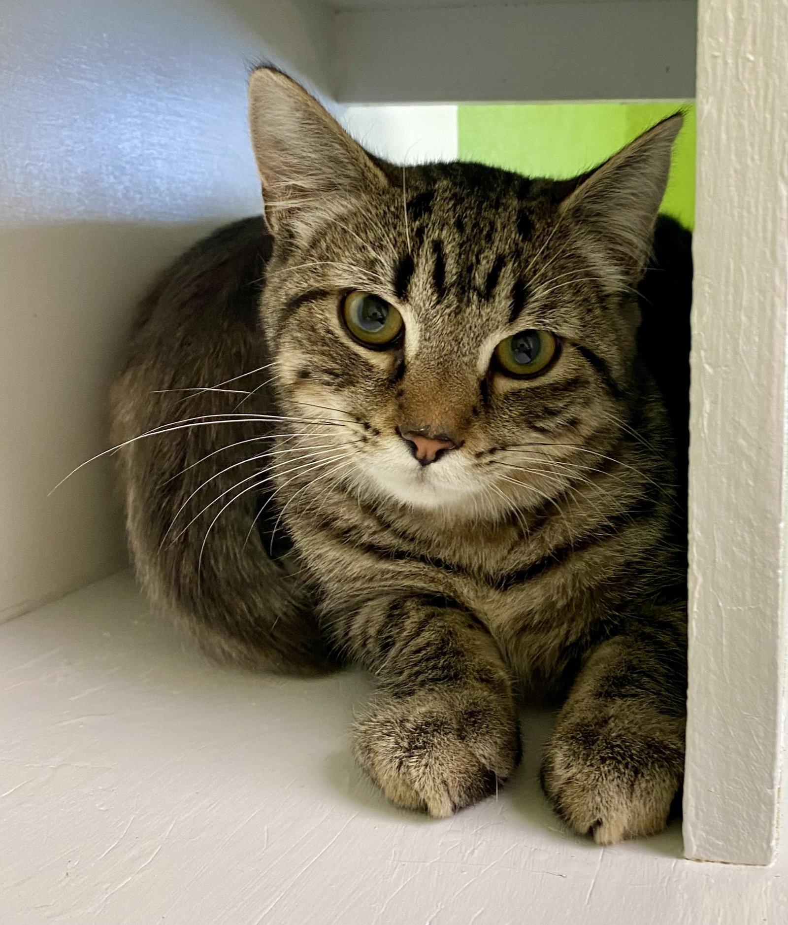 TJ, Adoptable, Young Male Domestic Short Hair & Tabby.