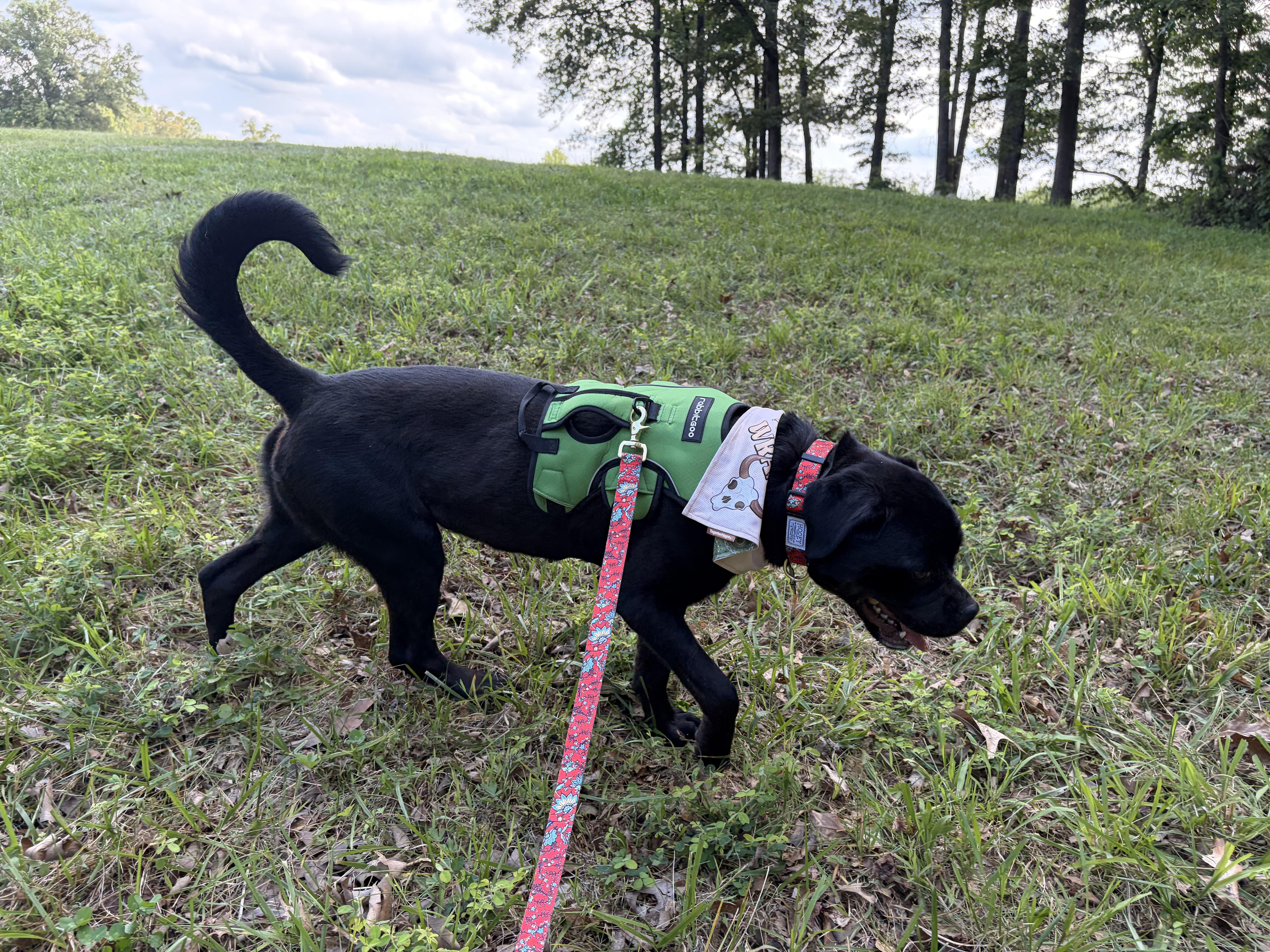 Honey, a ADOPTABLE mixed breed in Warrenton, VA image 6/6