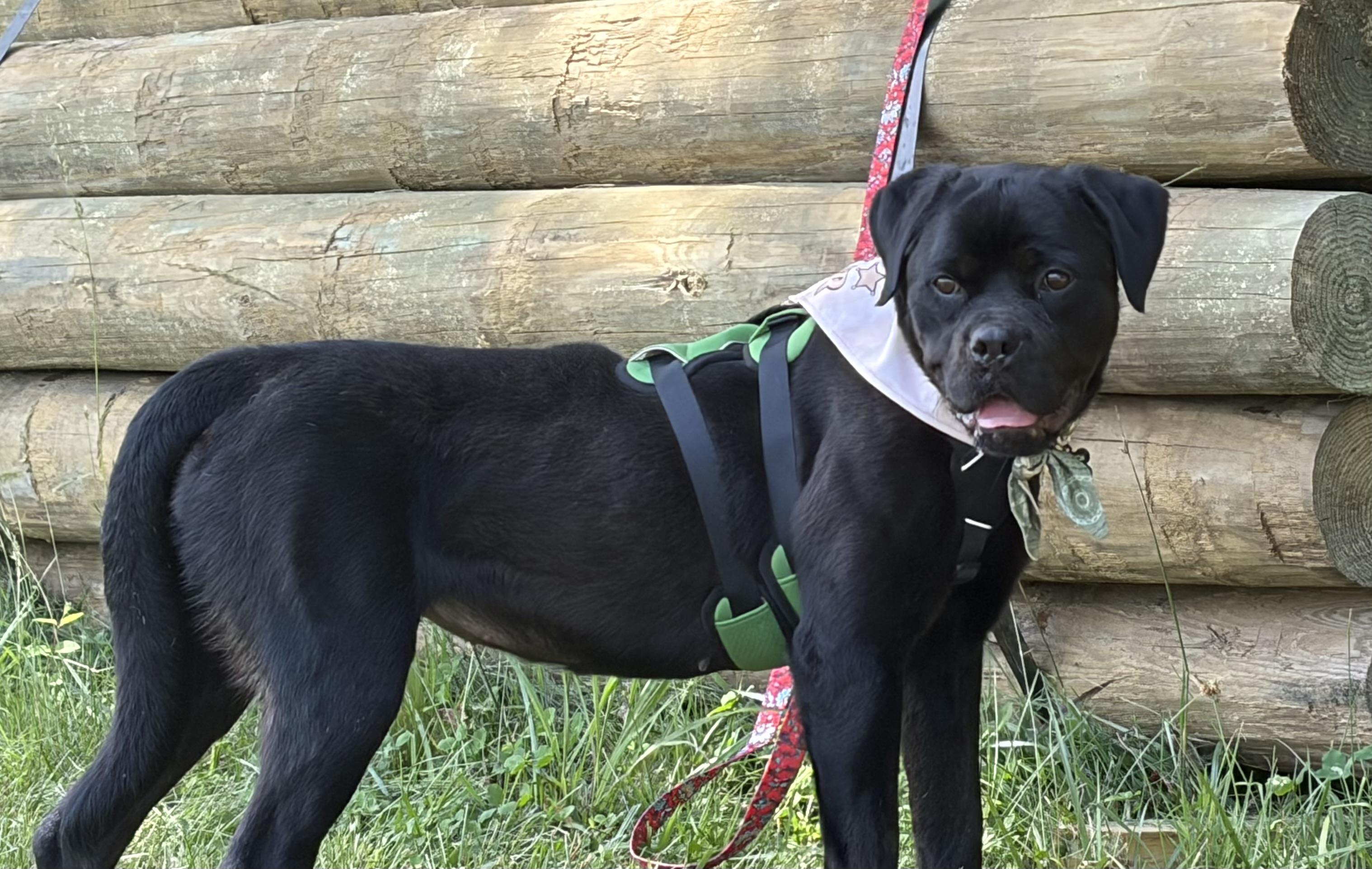 Honey, a ADOPTABLE mixed breed in Warrenton, VA image 3/6
