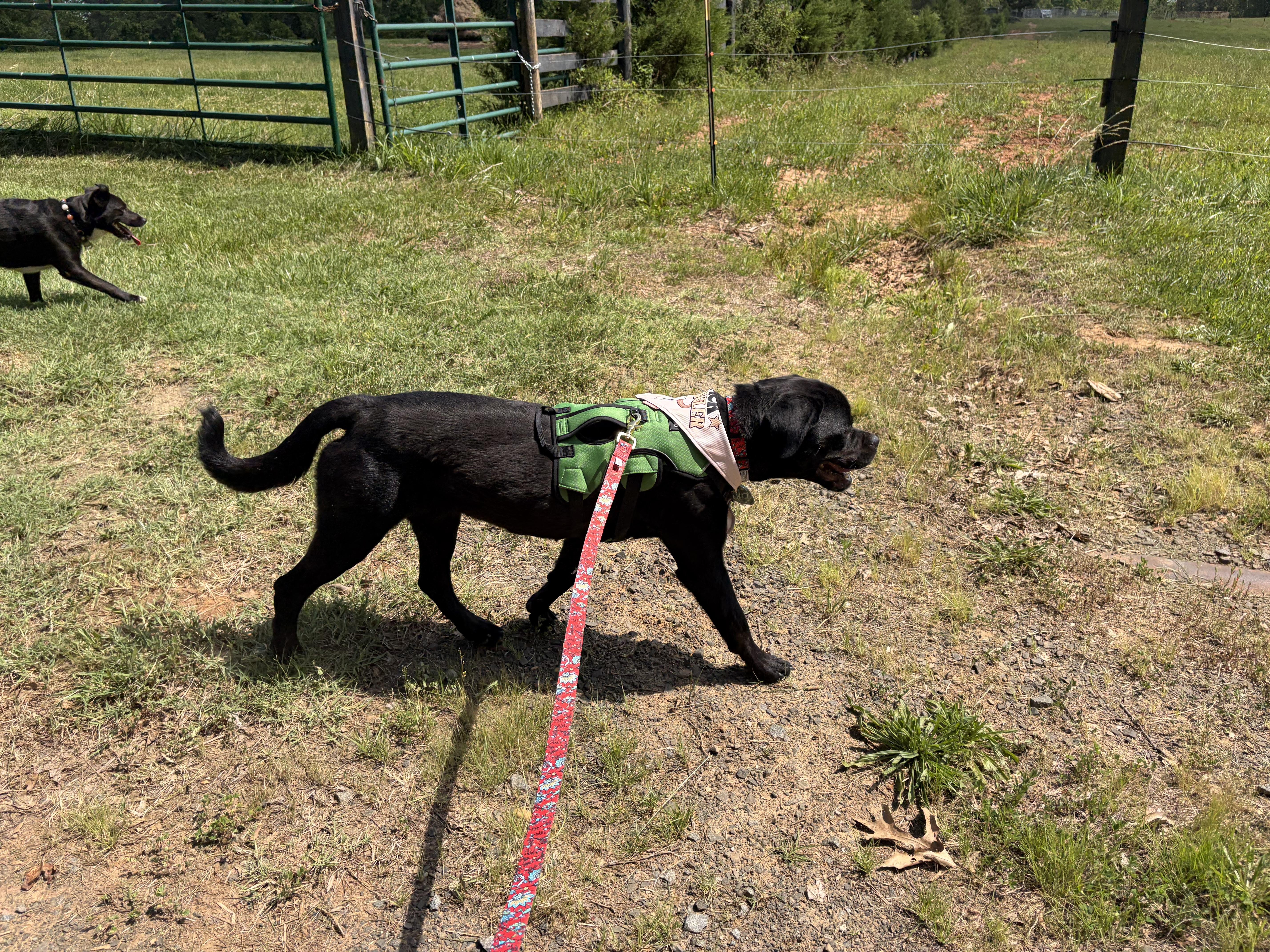 Honey, a ADOPTABLE mixed breed in Warrenton, VA image 5/6