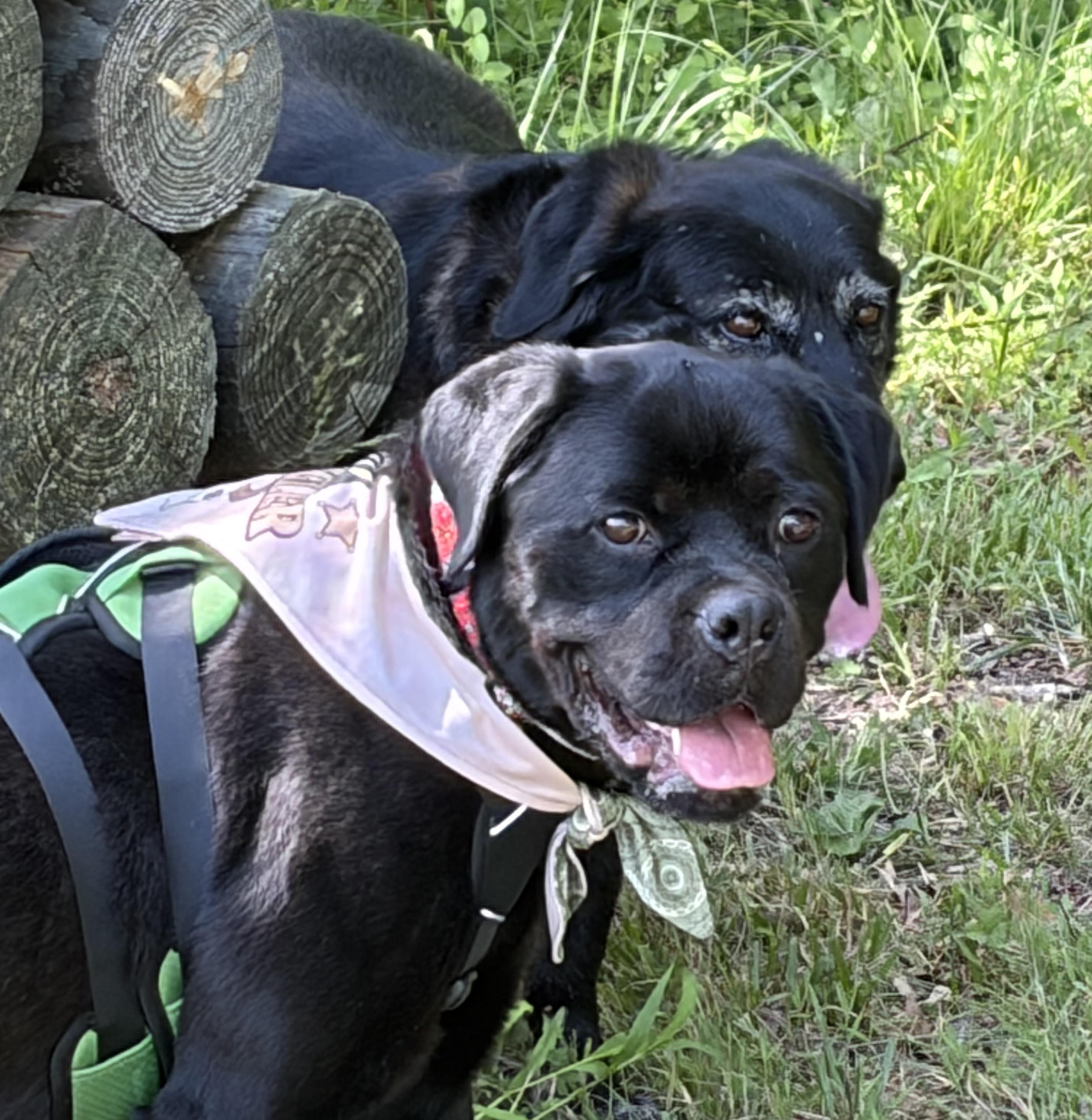 Honey, ADOPTABLE, Young Female Rottweiler.