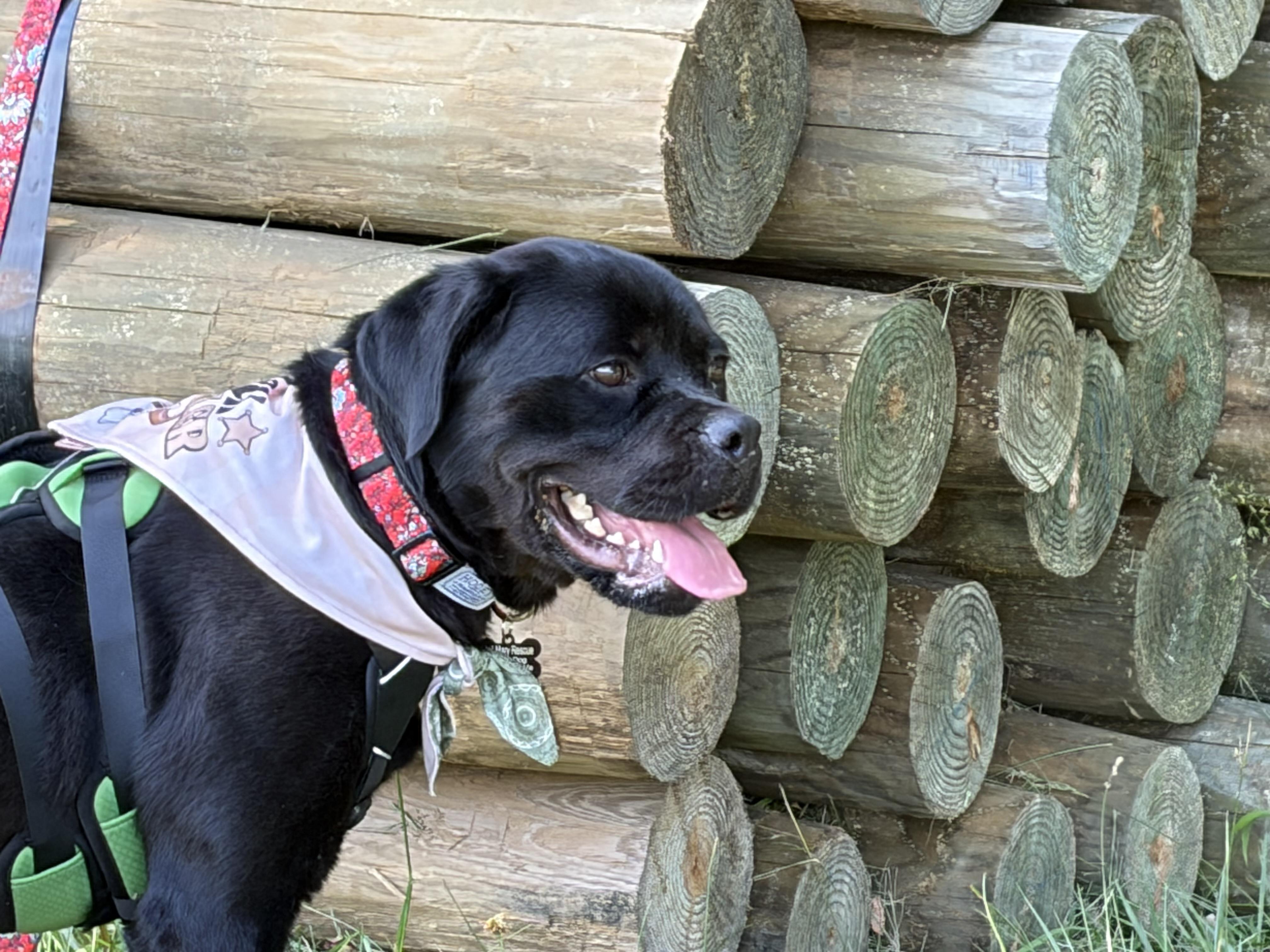 Honey, a ADOPTABLE mixed breed in Warrenton, VA image 4/6