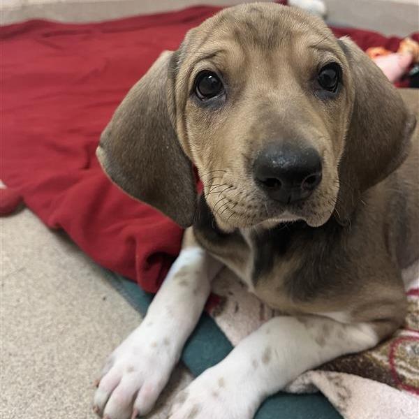 Enlarge Mimosa - Adoption Pending, a Adoptable mixed breed in South Burlington, VT image 1/6