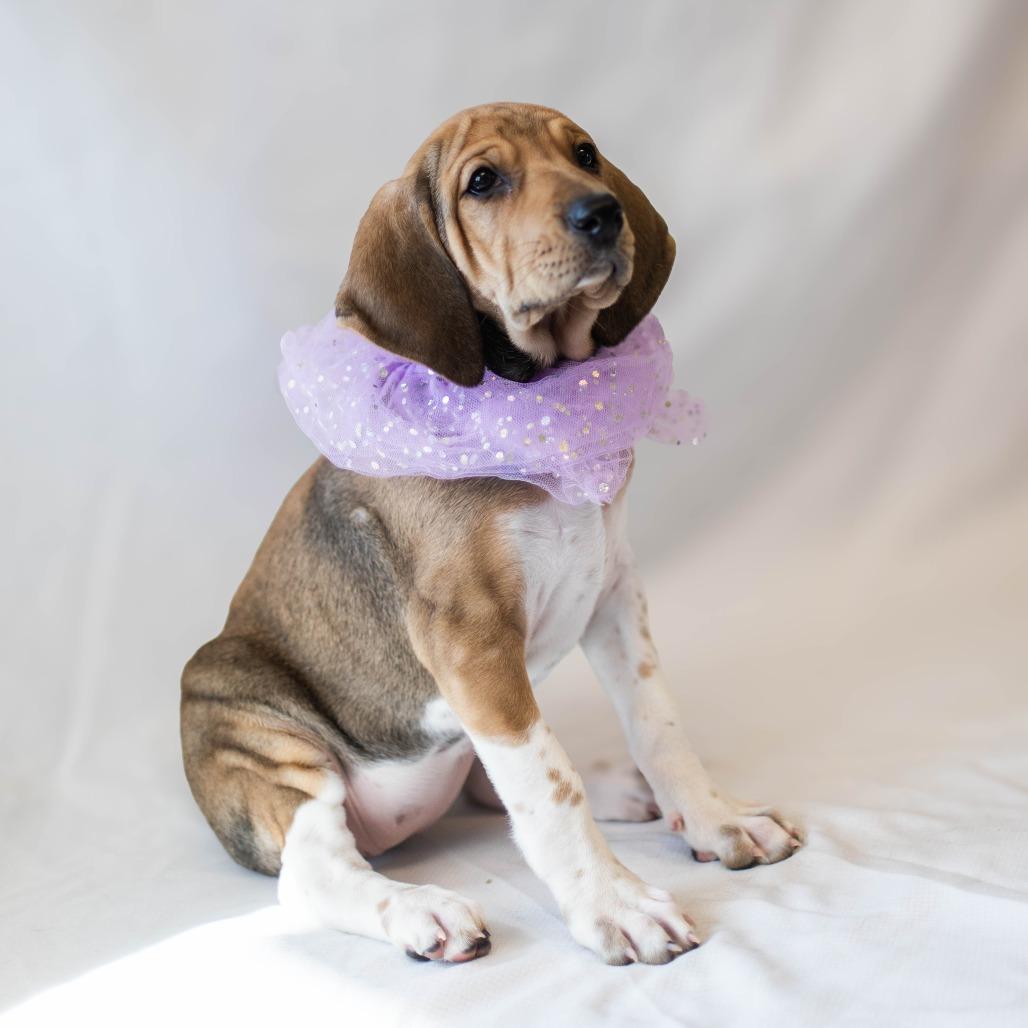 Enlarge Mimosa - Adoption Pending, a Adoptable mixed breed in South Burlington, VT image 2/6