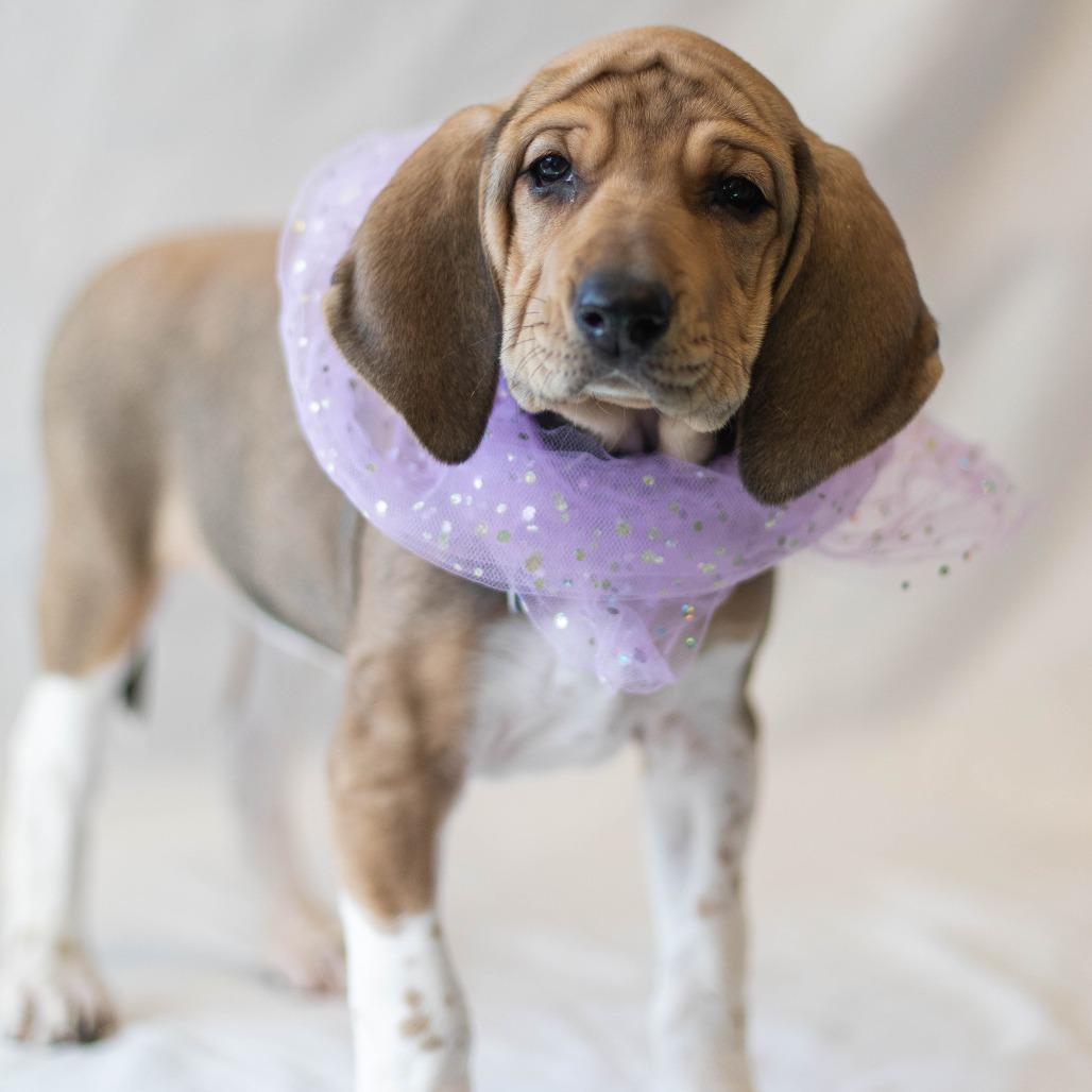 Enlarge Mimosa - Adoption Pending, a Adoptable mixed breed in South Burlington, VT image 3/6