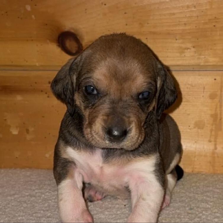 Enlarge Mimosa - Adoption Pending, a Adoptable mixed breed in South Burlington, VT image 4/6