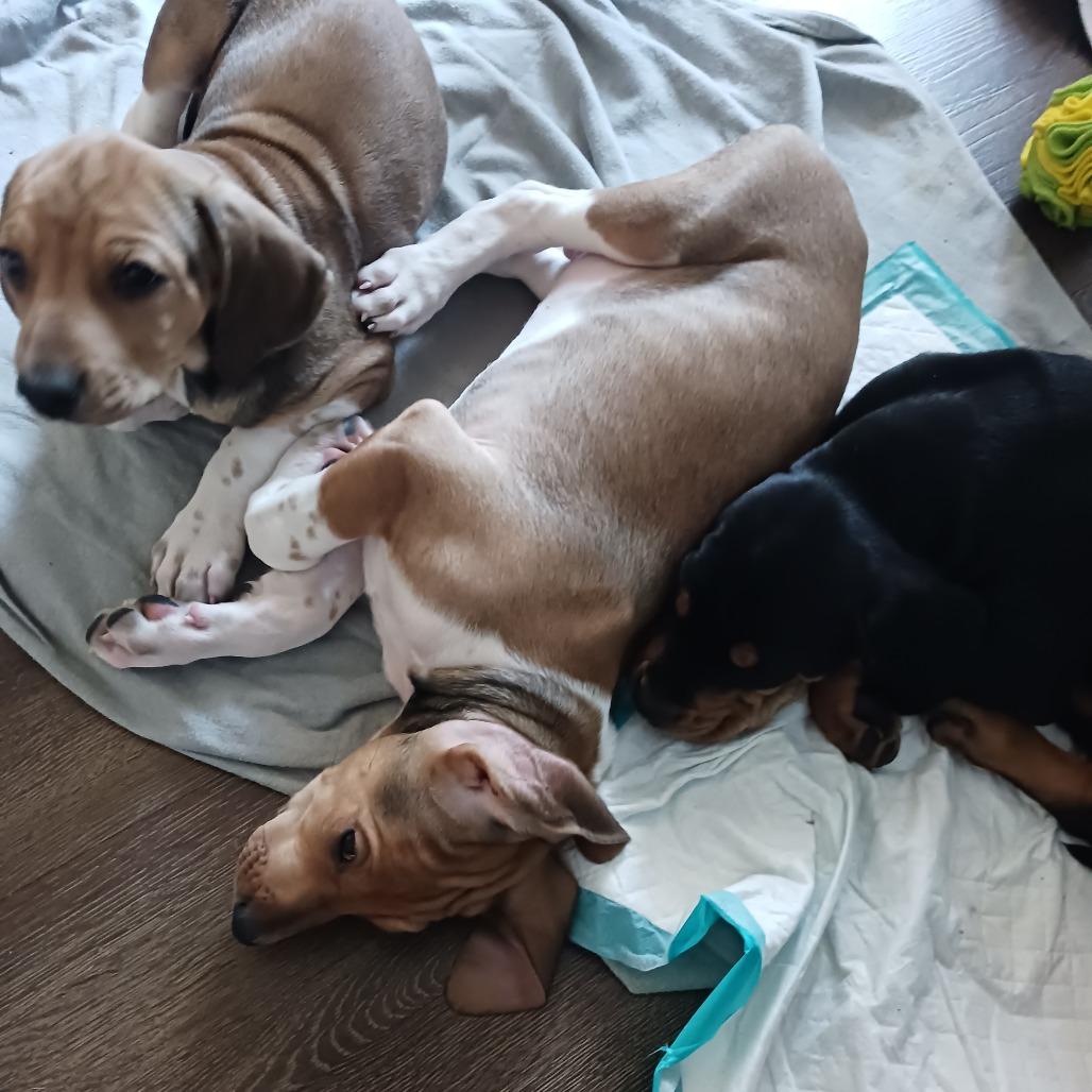 Enlarge Mimosa - Adoption Pending, a Adoptable mixed breed in South Burlington, VT image 5/6