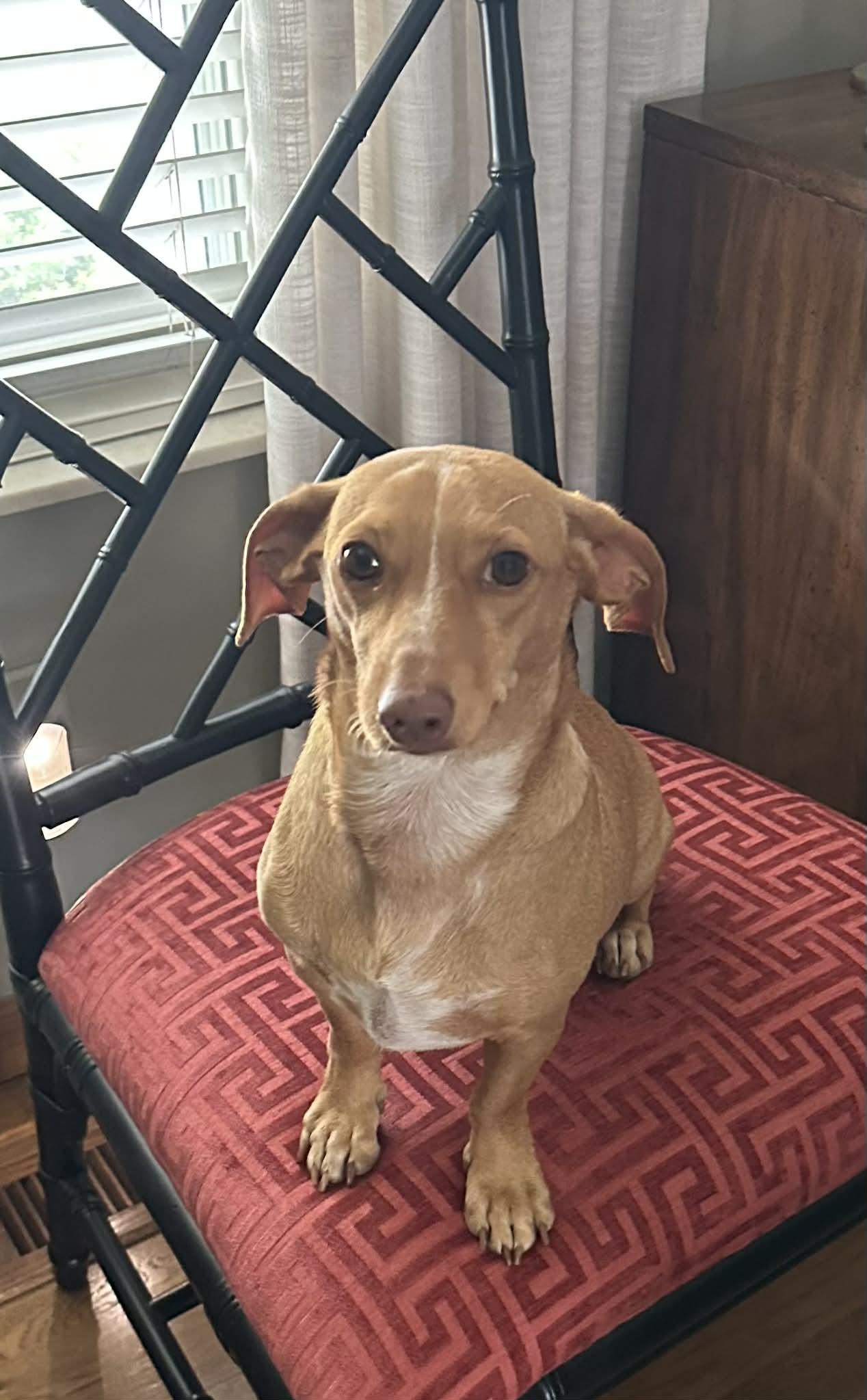 Enlarge SWEET DOBBY, a Adoptable Dachshund in Belleville, IL image 1/5