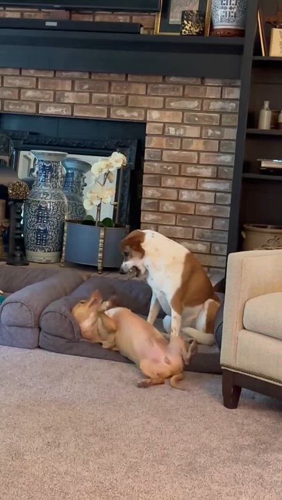 Enlarge SWEET DOBBY, a Adoptable Dachshund in Belleville, IL video 4/5