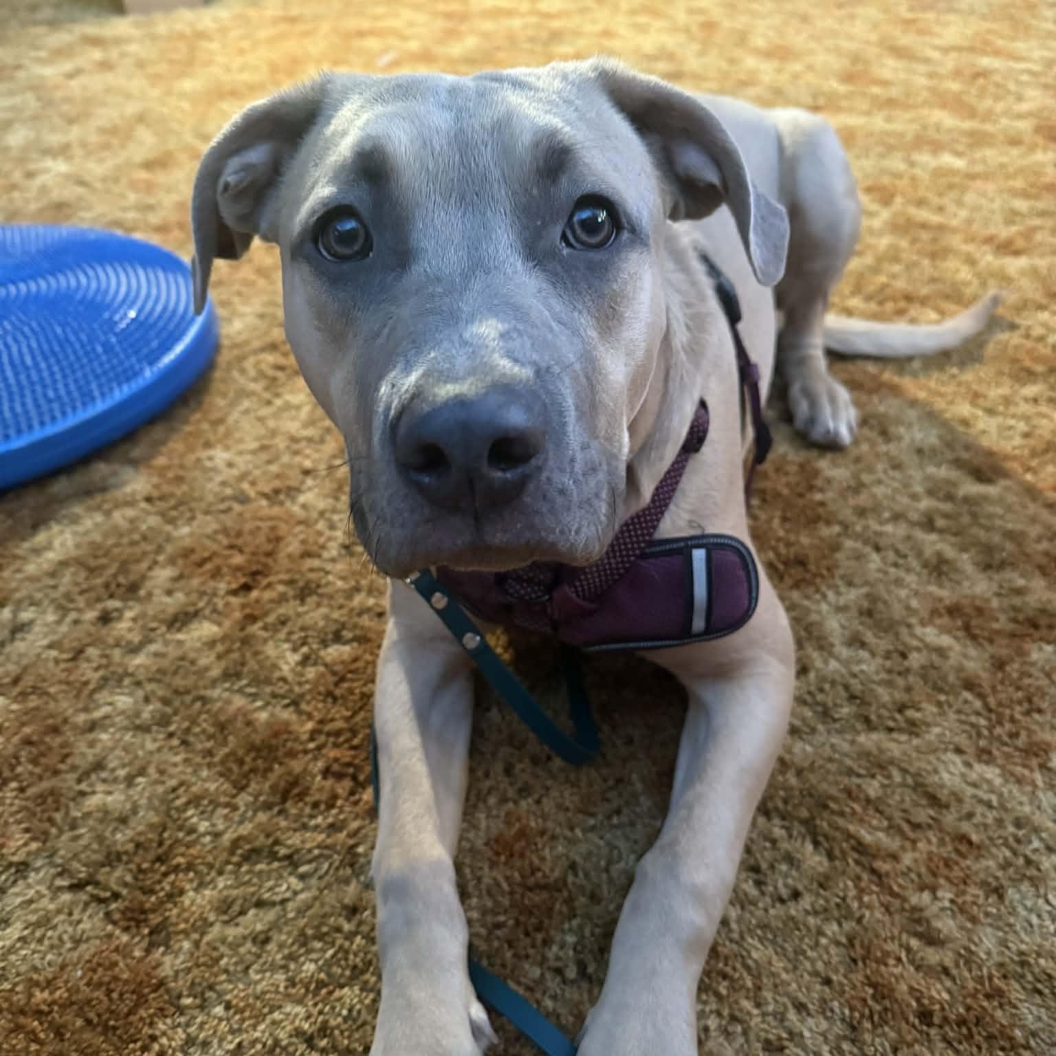 Bosley, a ADOPTABLE mixed breed in St Thomas, ON image 4/4