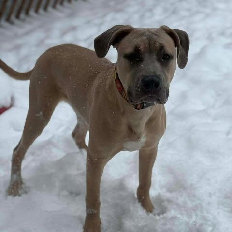 Bosley, a ADOPTABLE mixed breed in St Thomas, ON image 3/4