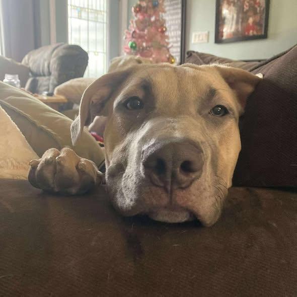 Bosley, a ADOPTABLE mixed breed in St Thomas, ON image 2/4