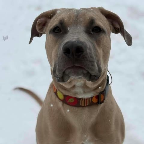 Bosley, ADOPTABLE, Young Male Bulldog.